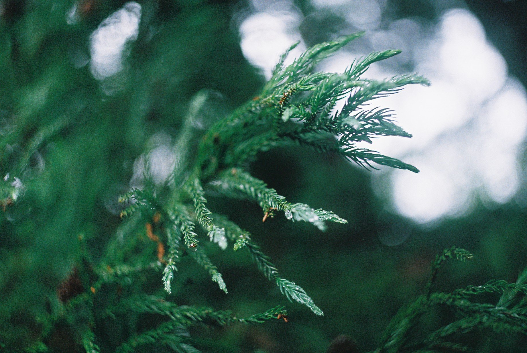 Close-up of green pine tree branches with needles, slightly out of focus in the background.