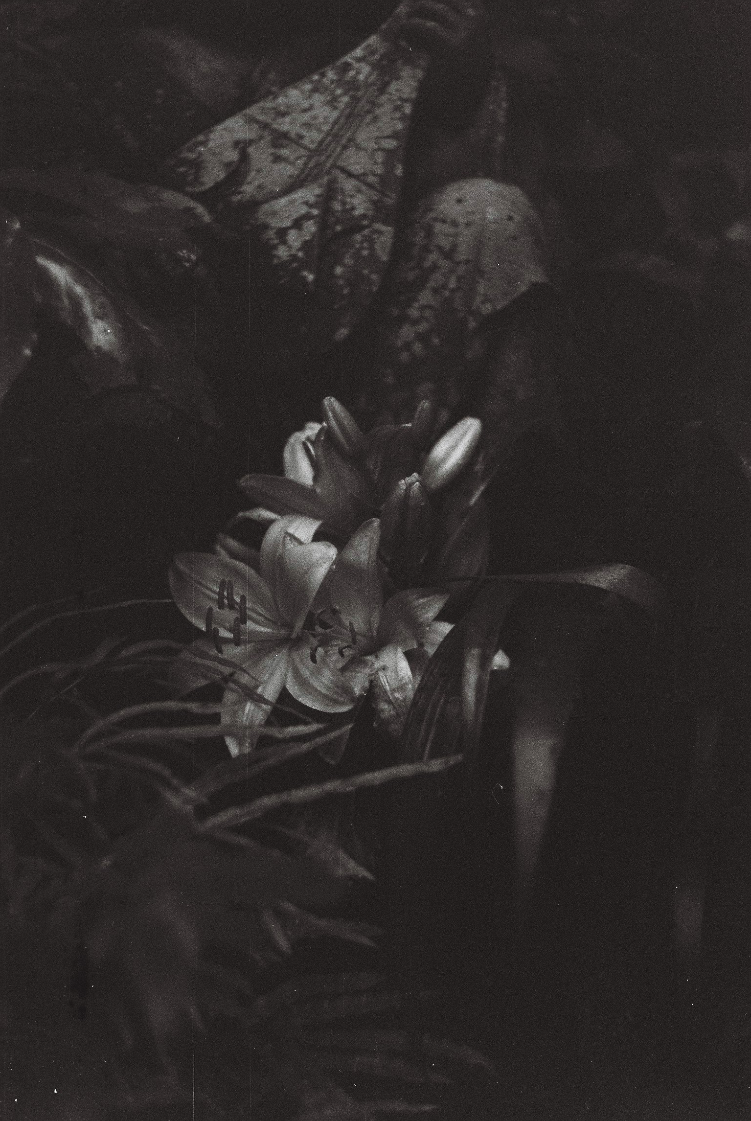 001-003 copy.png
