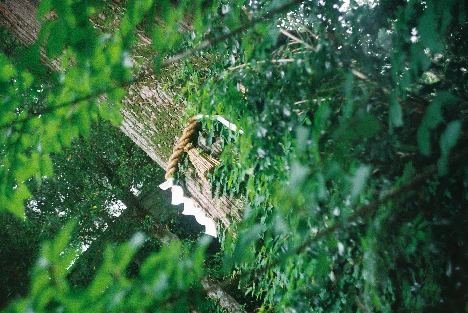 Close-up of a tree trunk with a traditional Japanese shimenawa rope and paper shide hanging among green leaves.