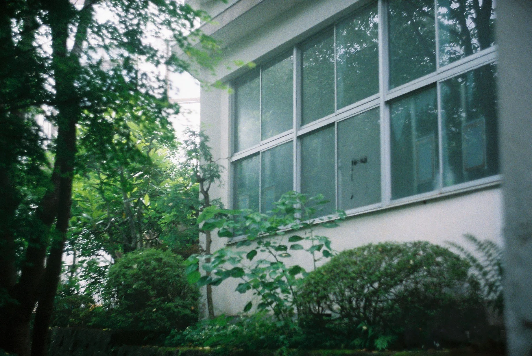A house with large windows partially obscured by lush green trees and bushes in the foreground.