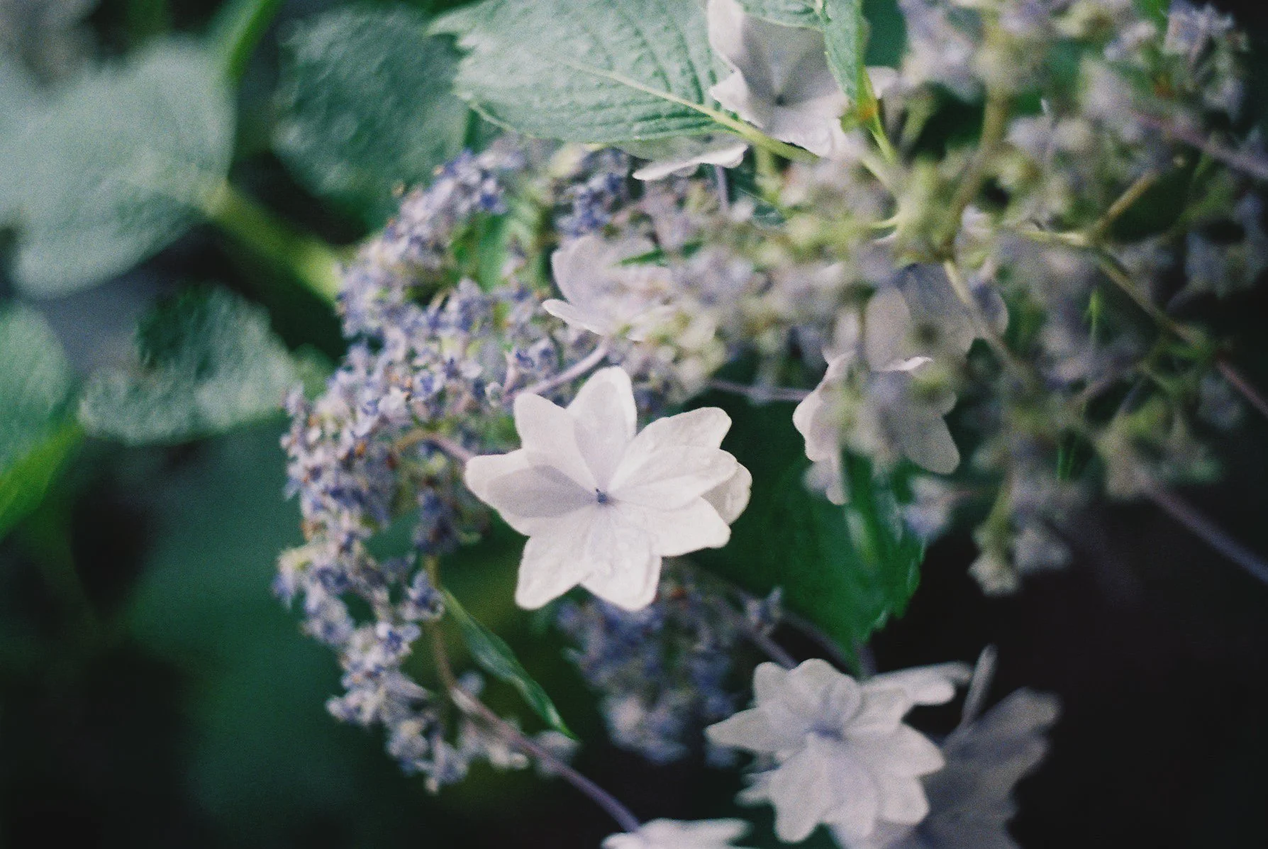 Close-up of white and purple hydrangea flowers with green leaves.