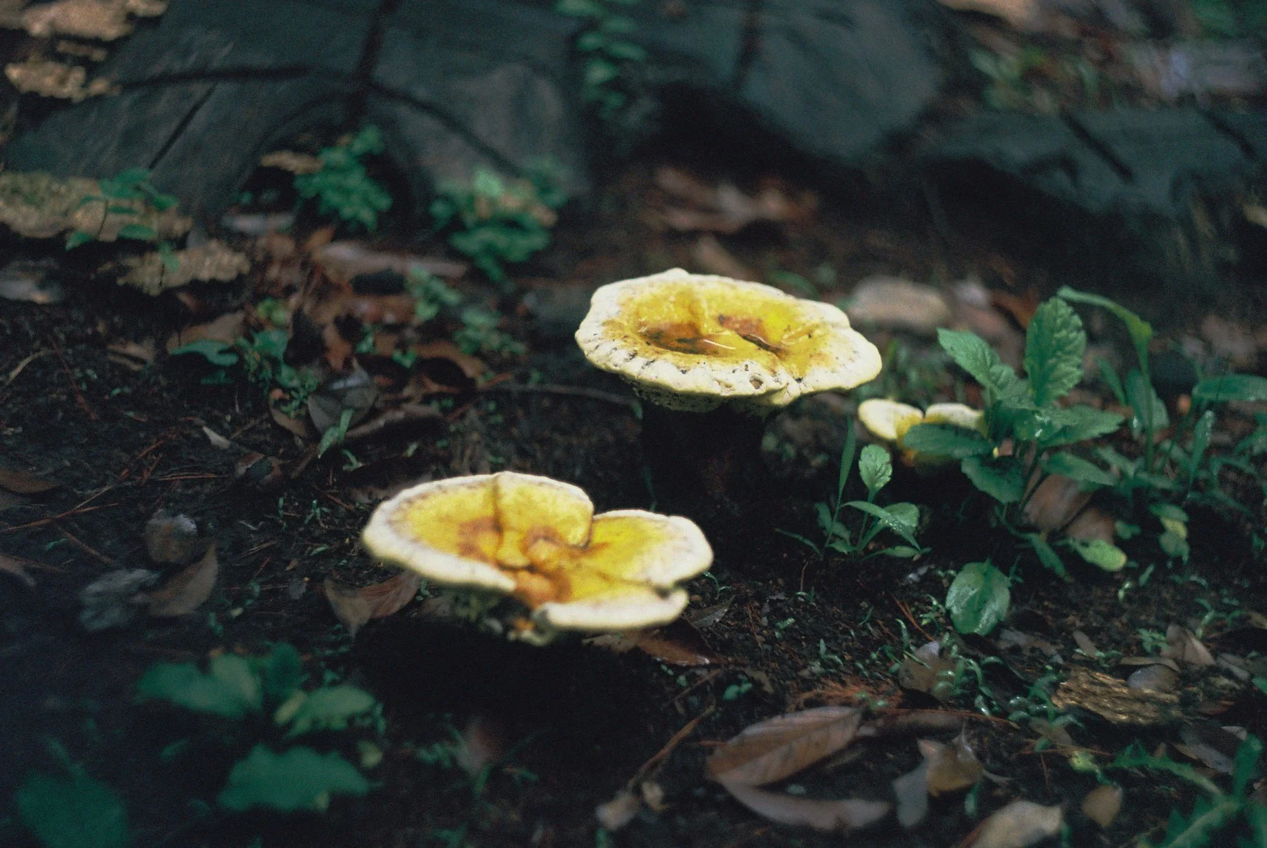 Three yellowish mushrooms with brown markings growing on dirt forest floor among fallen leaves and green plants.