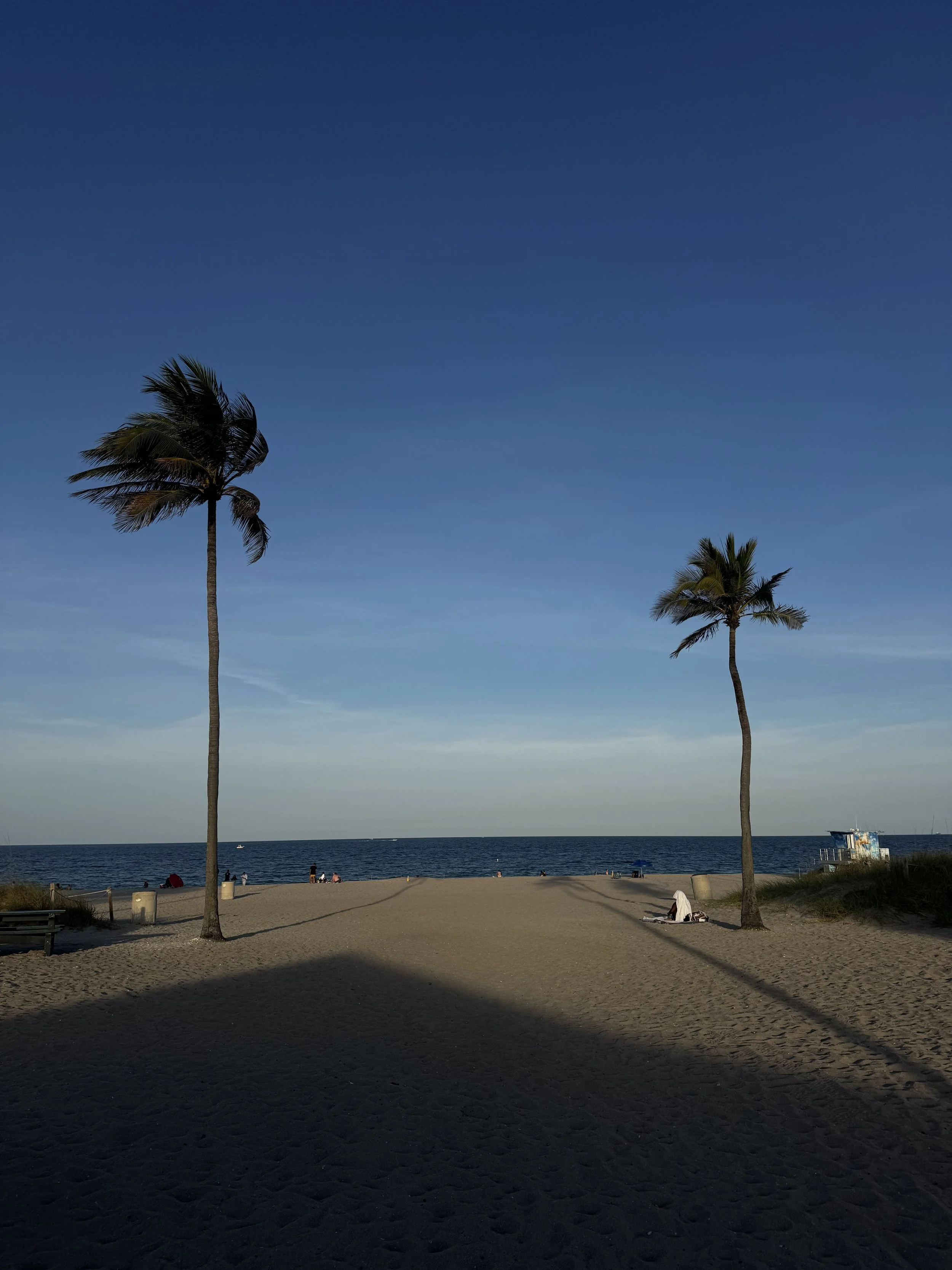 Fort Lauderdale Public Beach & Park, Flordia Palm Trees.jpg