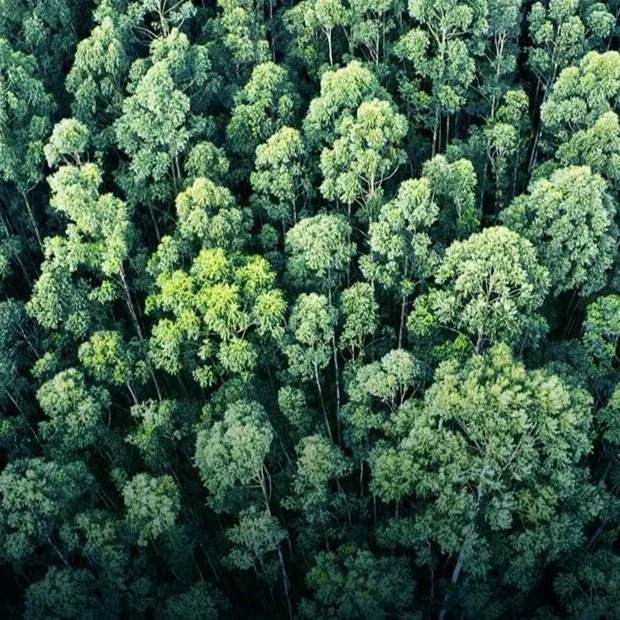 Trees depicting evidence of a Carbon Action Plan