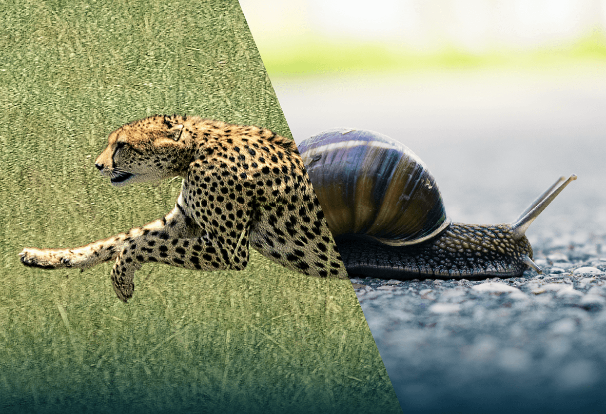 Image of a cheetah and a snail as a visual metaphore of how contactless is faster than app based EV charging payments