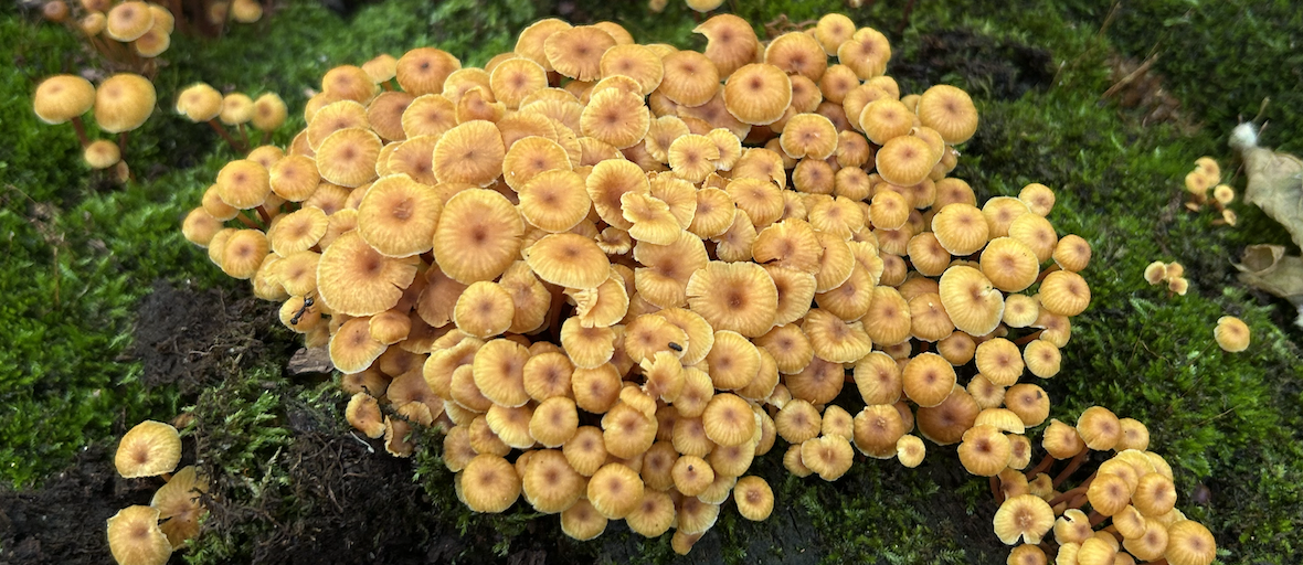 Slow Breath, Deep Healing: The Quiet Science of CO₂