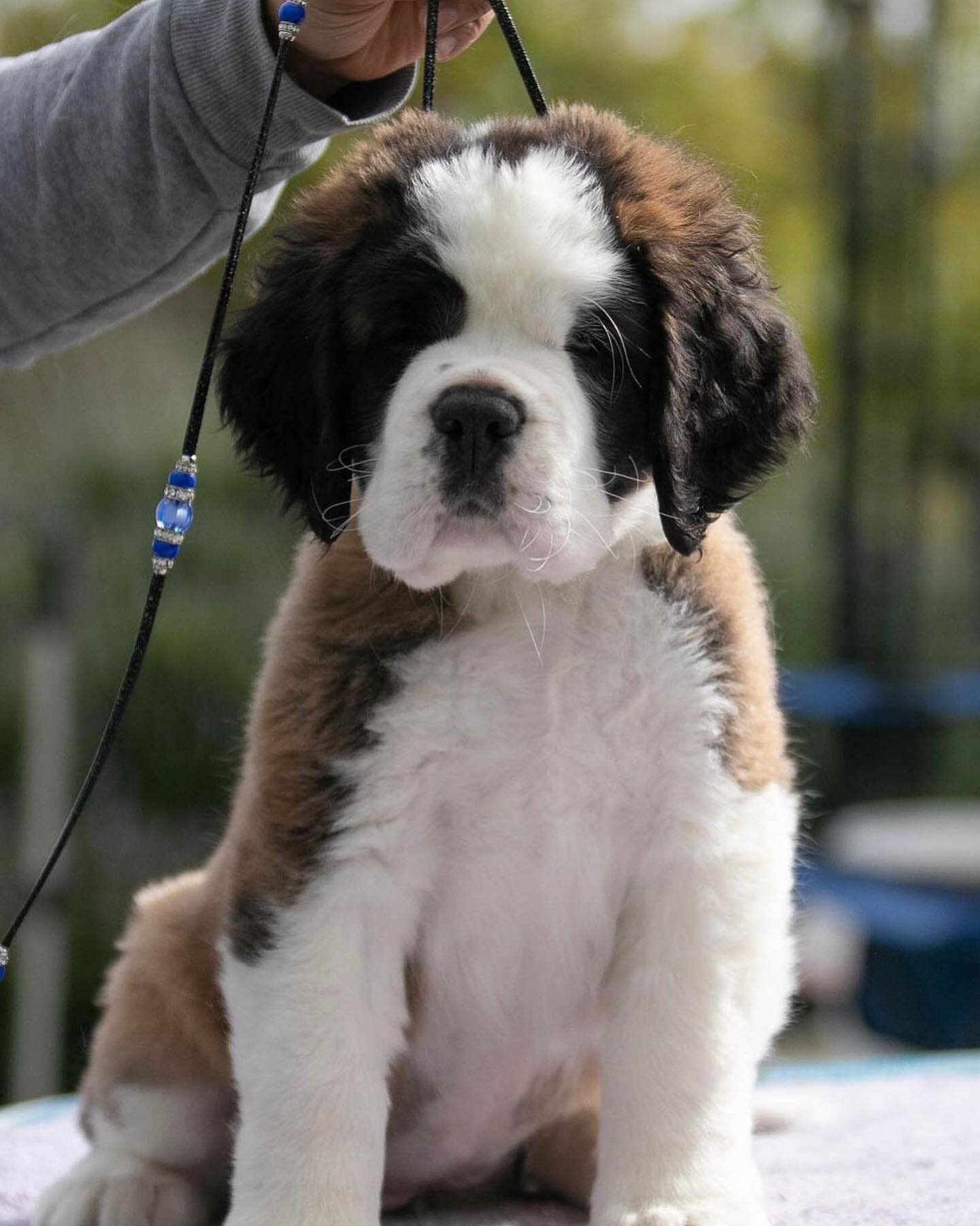 We would like to formally introduce you to the newest member of The Wellness Studio Team. Please warmly welcome Nana Belle, therapy dog in training! 🐶🐾
@socal_saint_bernards @saintbernardfriends 
⠀⠀⠀⠀⠀⠀⠀⠀⠀
mentalhealth #wellness #therapy ##psycholo
