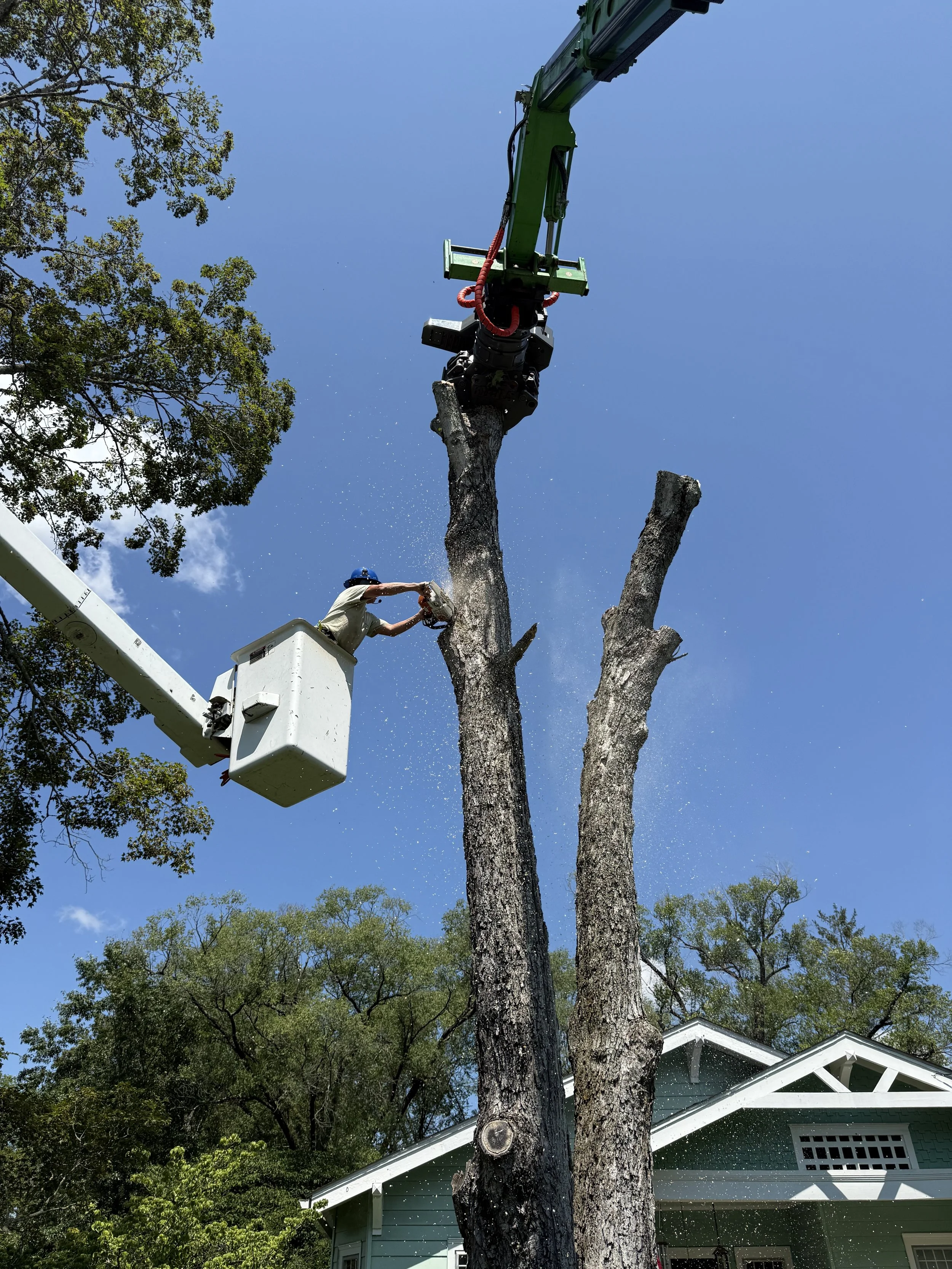 Orrison Tree Service based in Lexington, Virginia.
