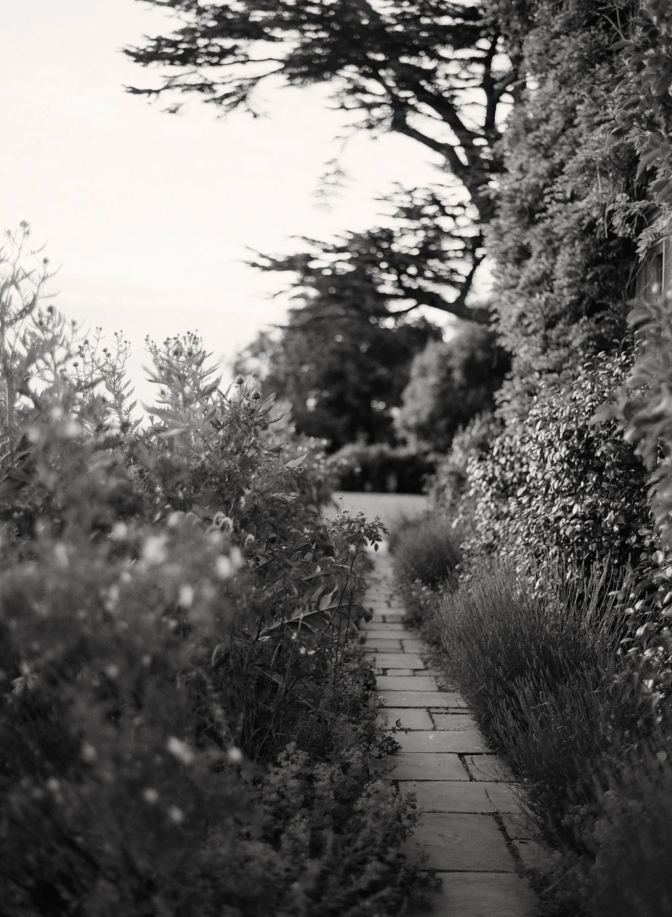 destination-film-photographer-switzerland-bw-garden.jpg