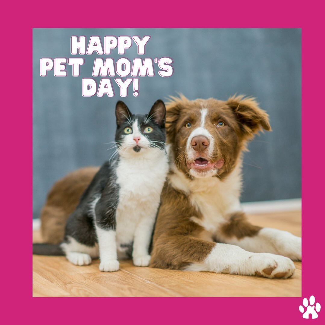 Happy Mother&rsquo;s Day to all the Moms out there. 💖🐾 #petmoms #mothersday2024 #mcnamarapetservices