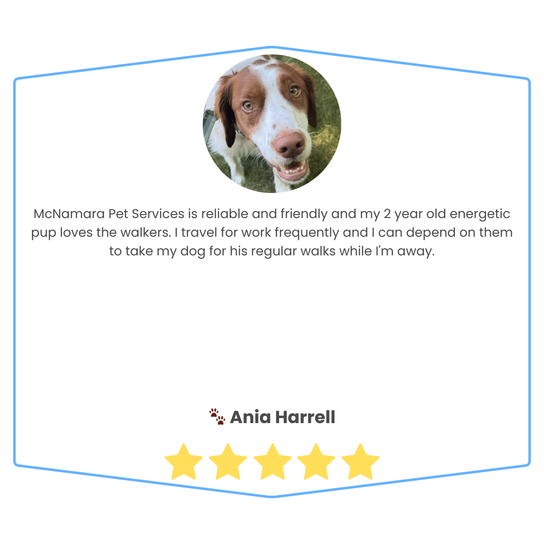 Online pet care review with a photo of a dog, a review text, a name, and five star ratings.