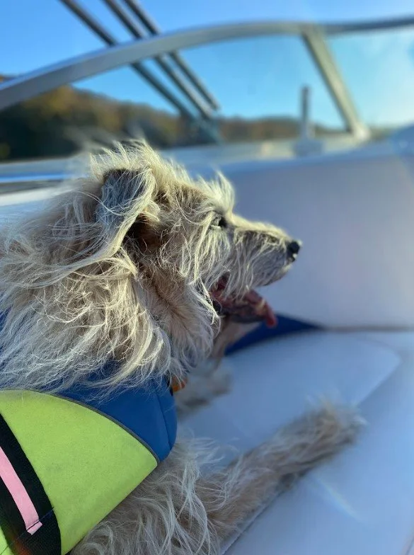 How to Be a Boat Dog
