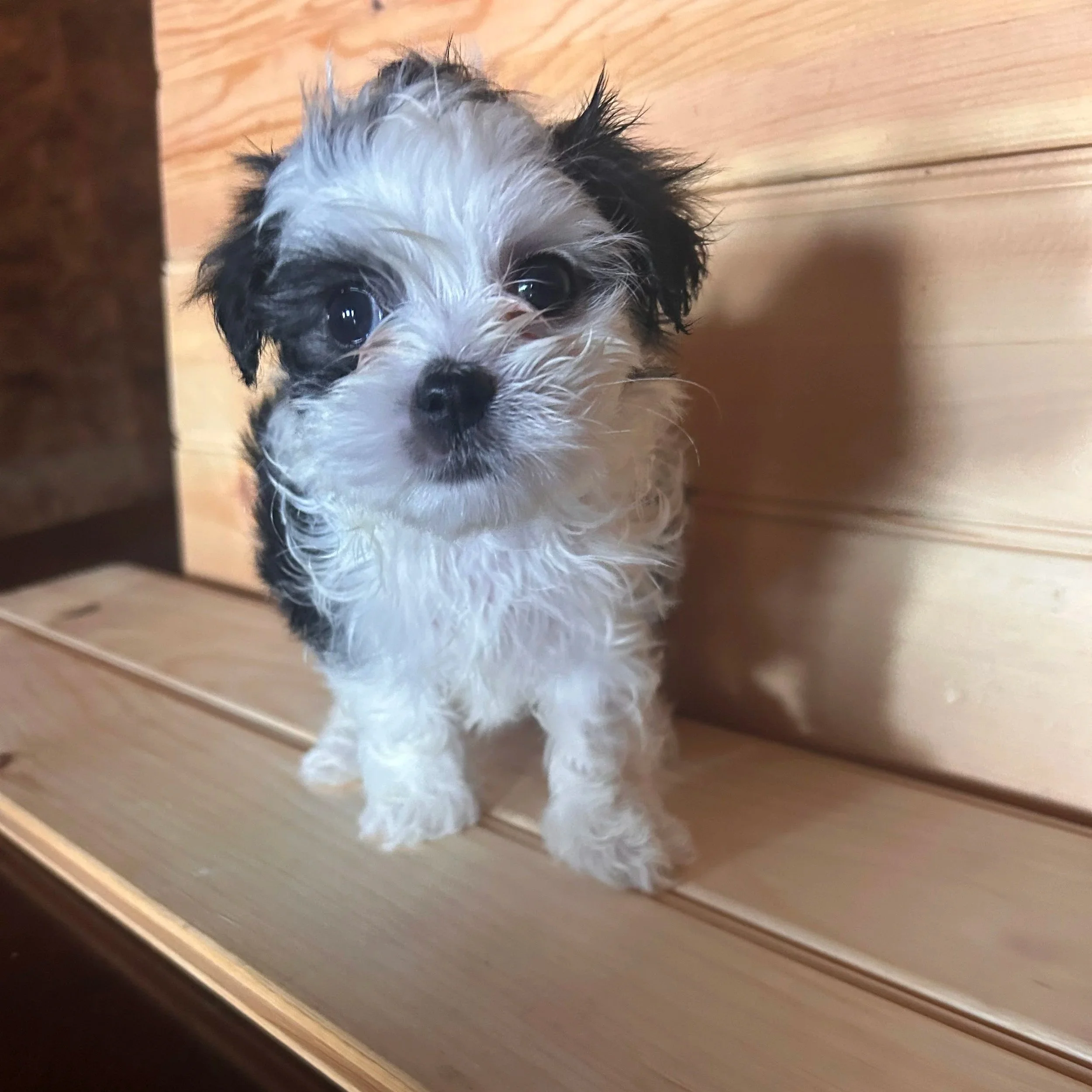 Female Maltipoo - $1200
