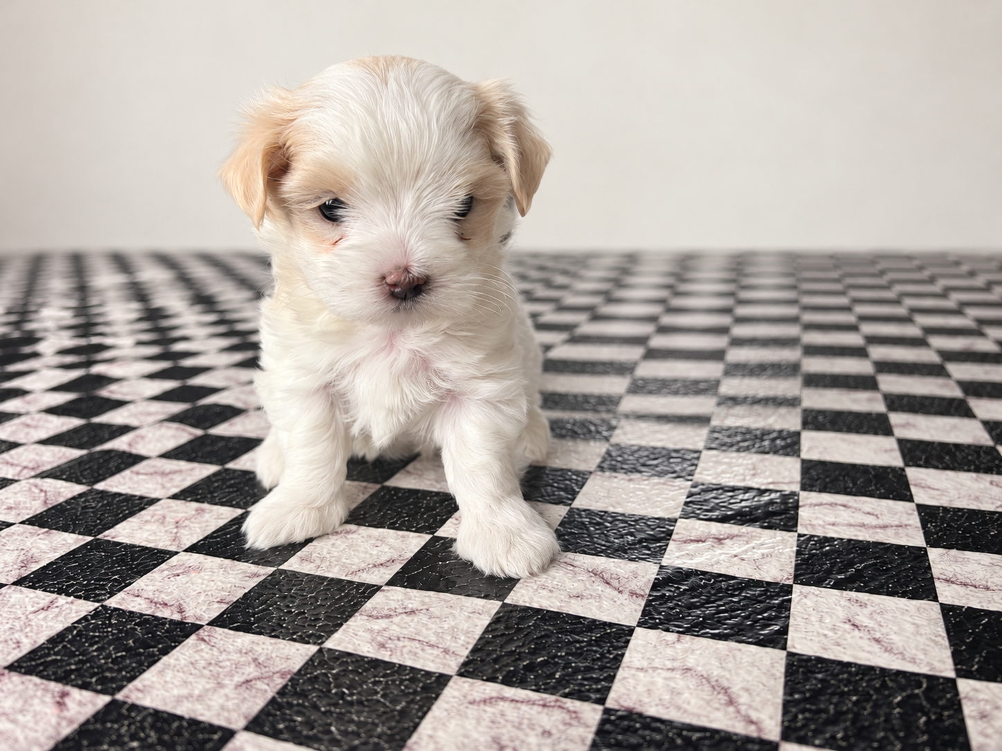 Jewel - female maltipoo - $2100