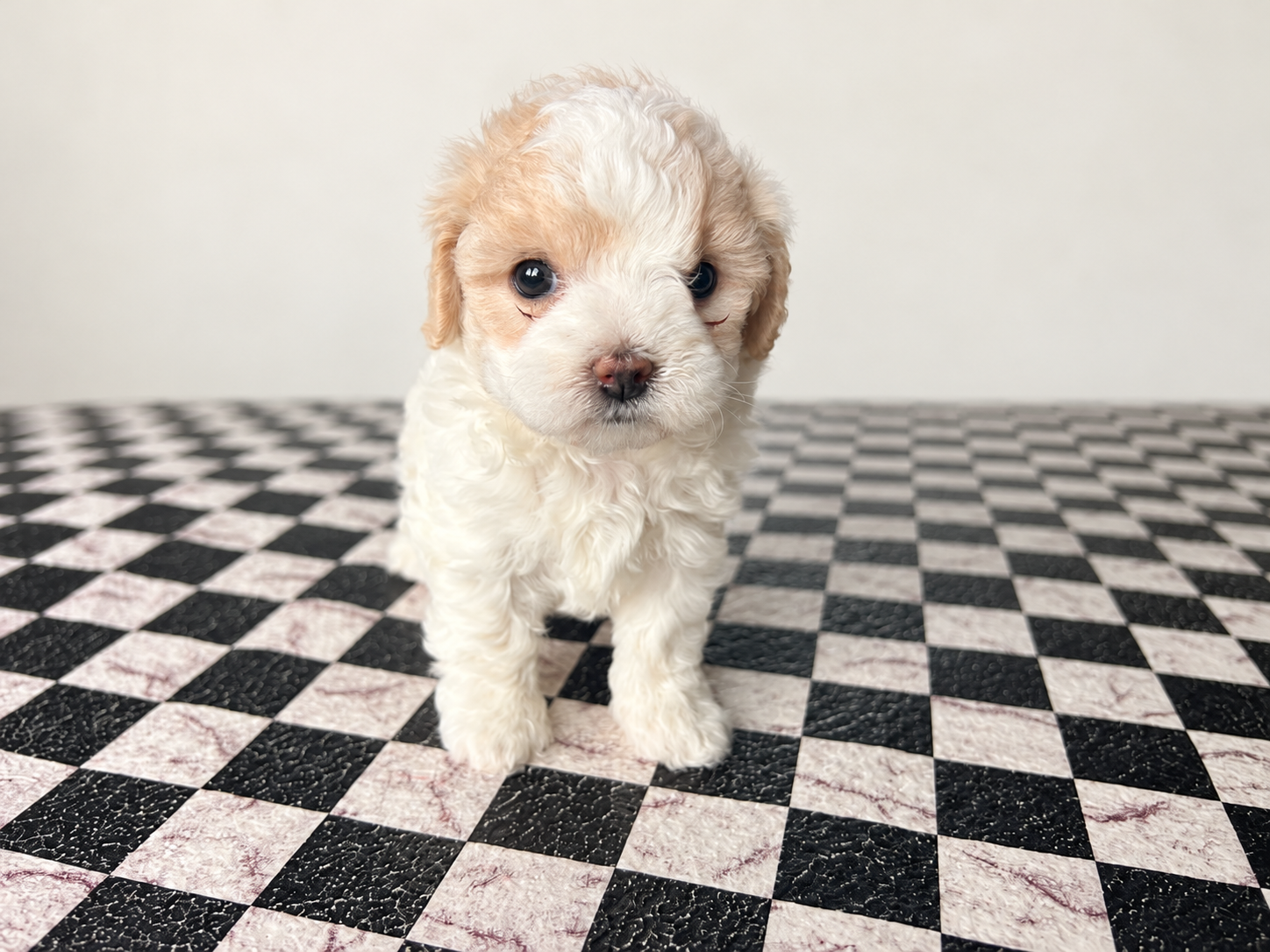 Diamond - female maltipoo - $2100