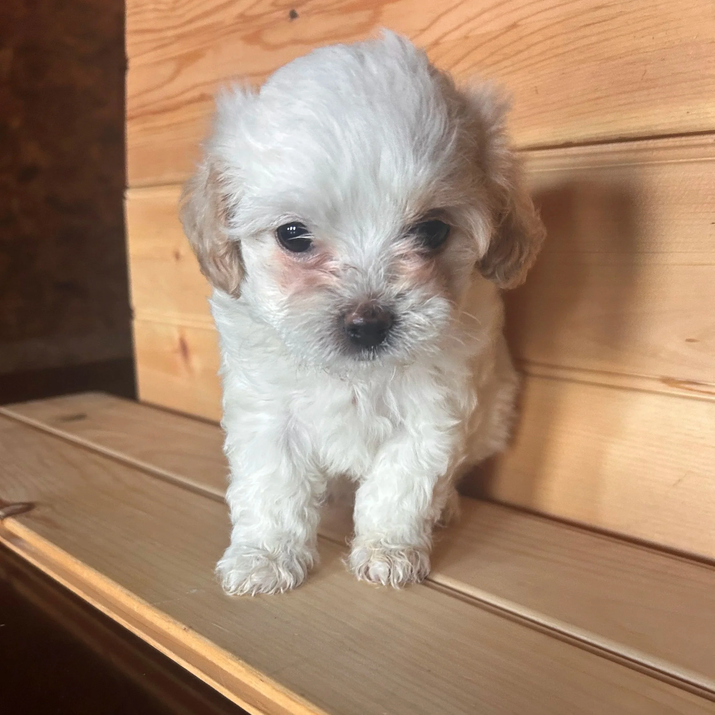 Puppies for Sale