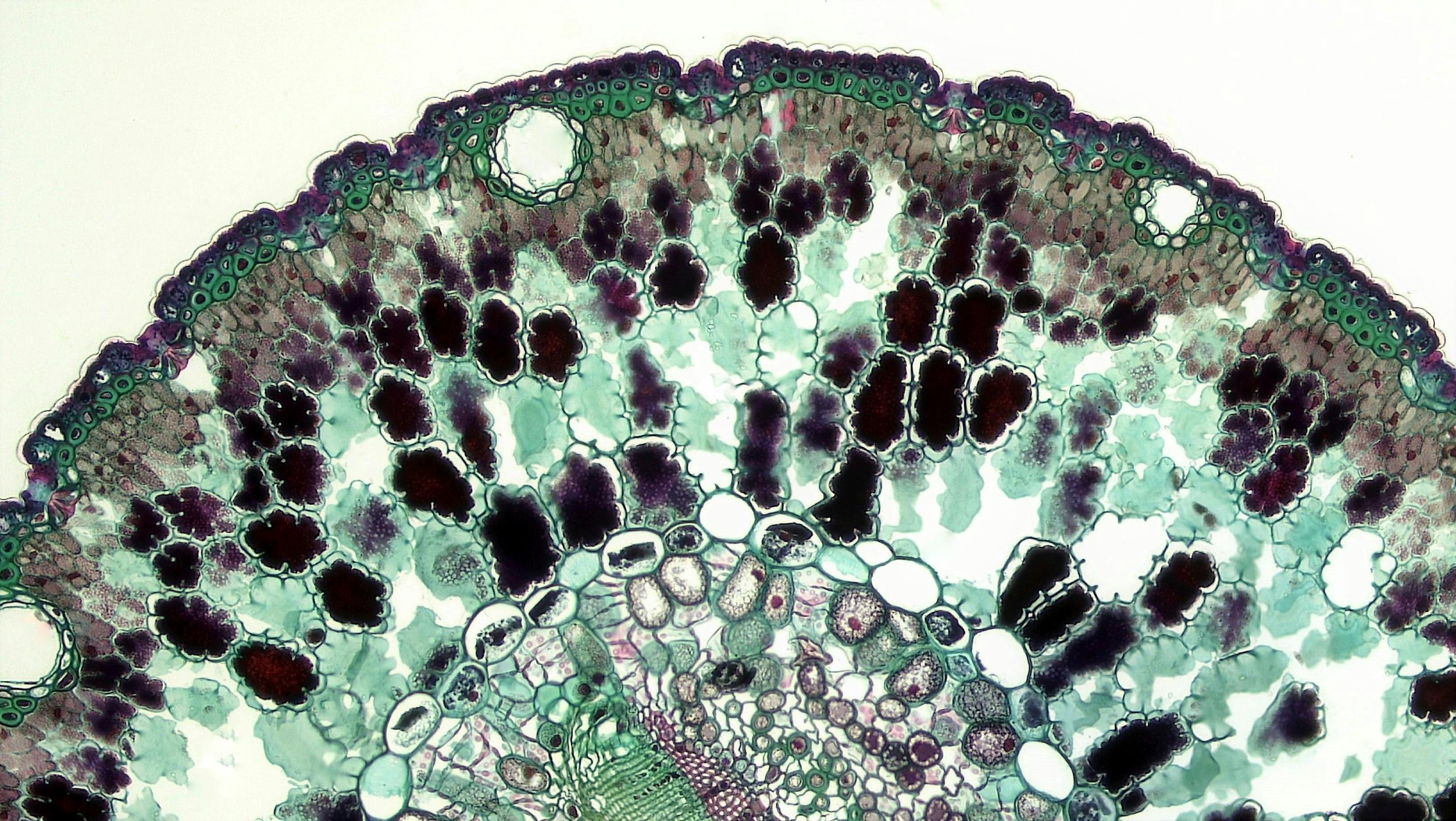 What is Cellular Medicine? A Simple Guide to Optimizing Your Health at the Cellular Level