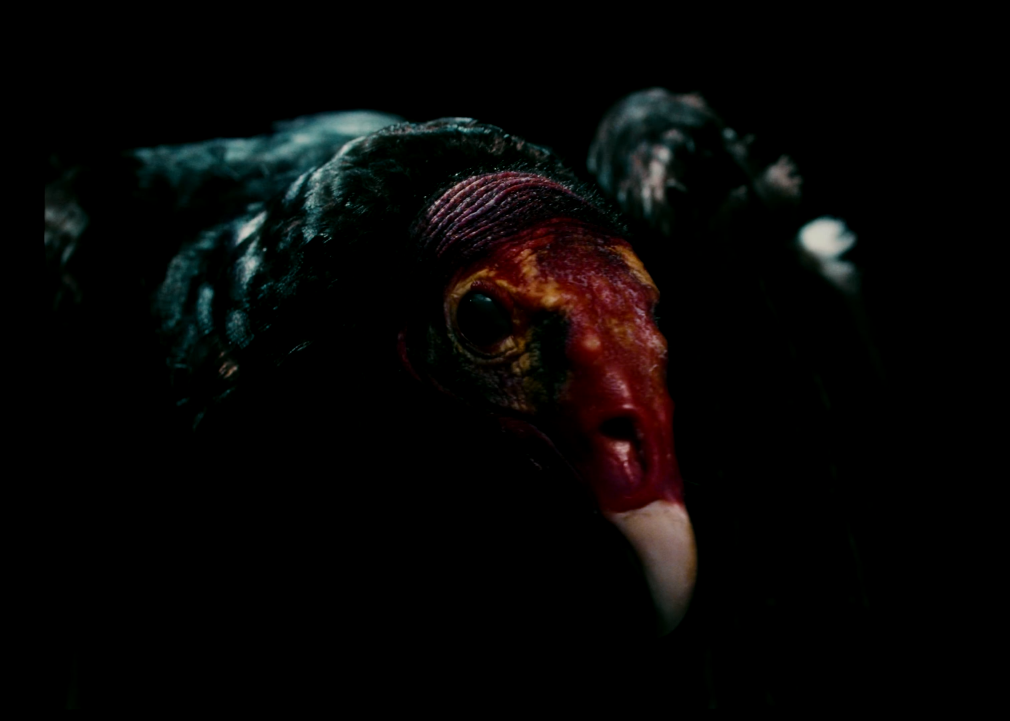 Close-up of a black turkey with a bright red face and a white beak against a black background.