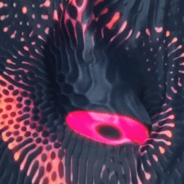 Close-up of a black and pink sea creature, possibly a type of marine invertebrate or coral, with intricate patterns and textures.