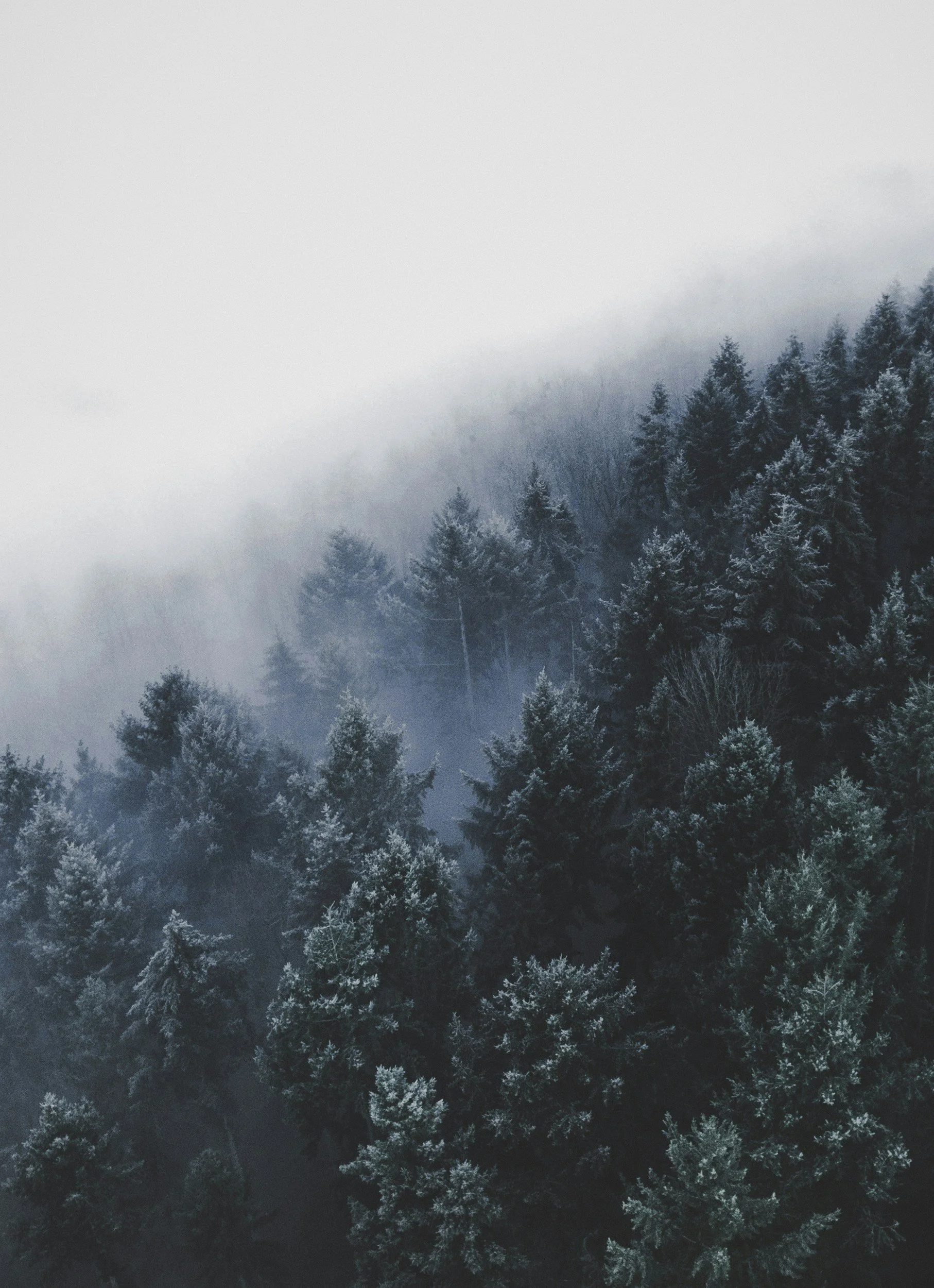 evergreen trees within mist on the side of the mountains