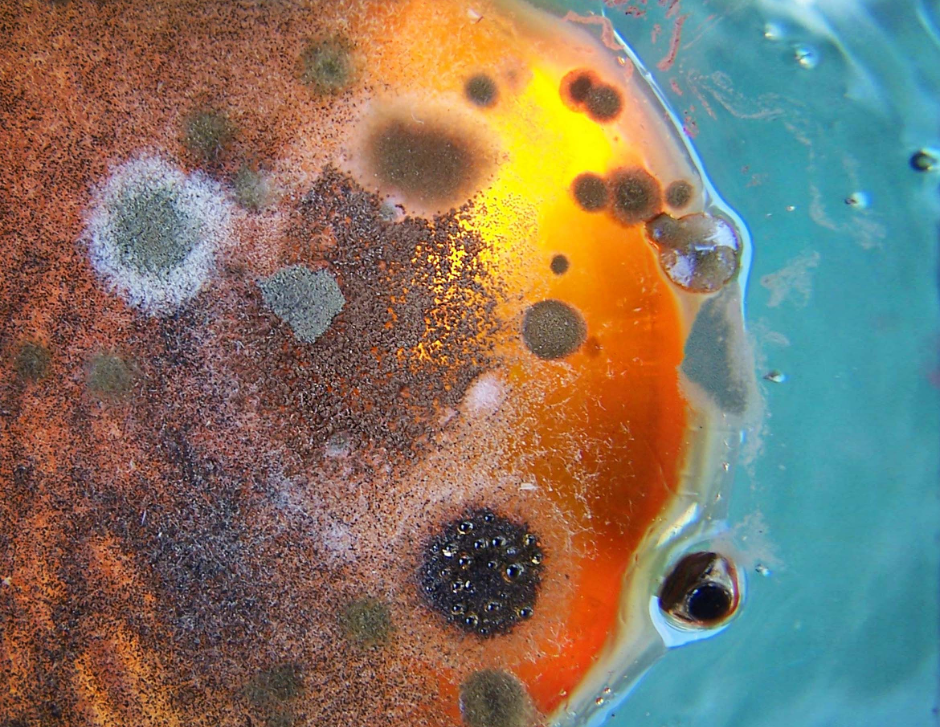 Mold and Biofilms