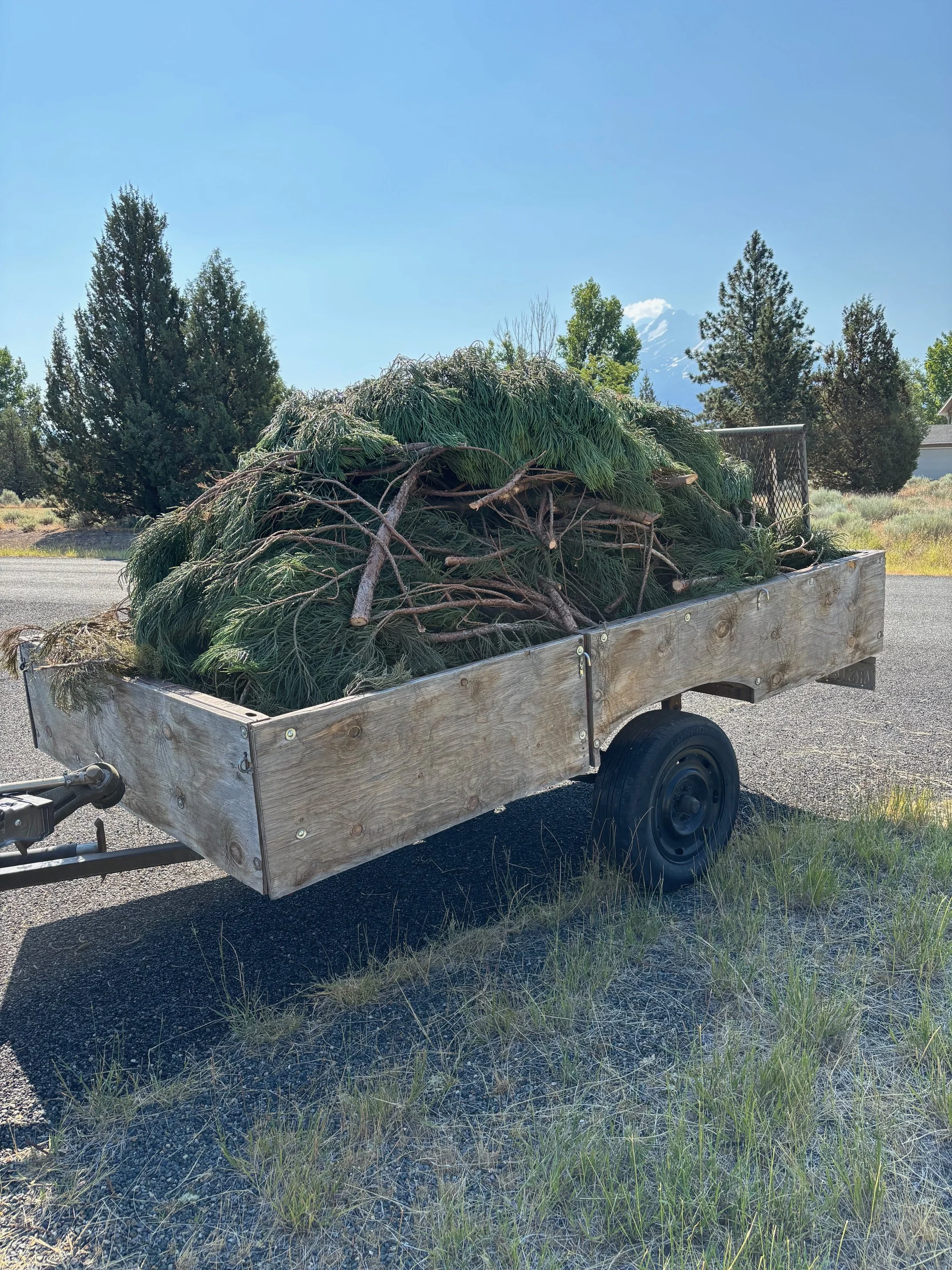 A trailer loaded with cut pine tree branches and logs parked on a paved surface with trees and a mountain in the background.
