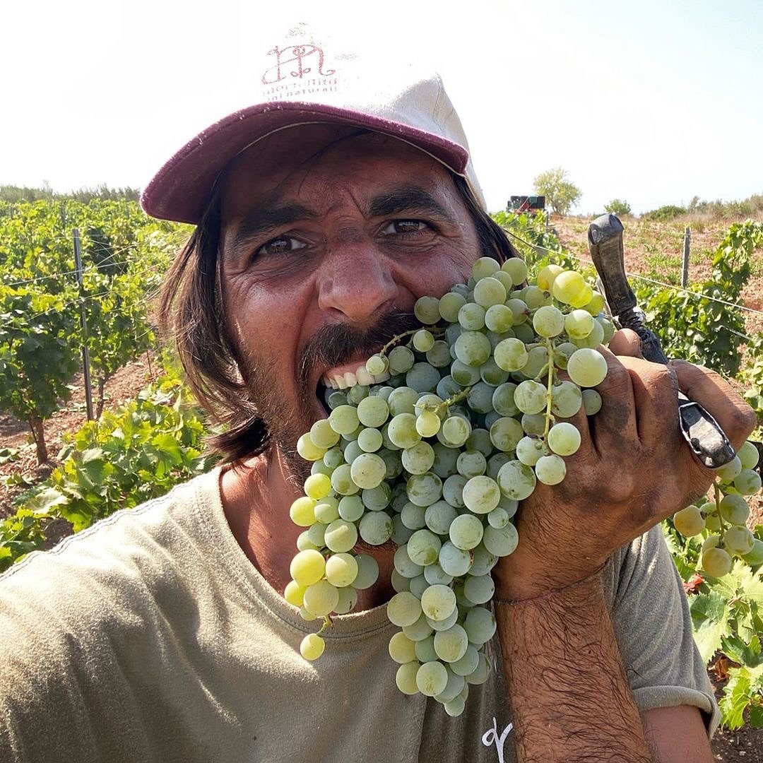 Nogle af Darios druer n&aring;r han ikke at spise selv og s&aring; laver han vin. Om en (lille) m&aring;ned tager han turen fra Sicilien til Otto Busses Vej. 
@mortellito_vini @lieu.dit @petillantvinimport @rosforthrosforth @terroiristen