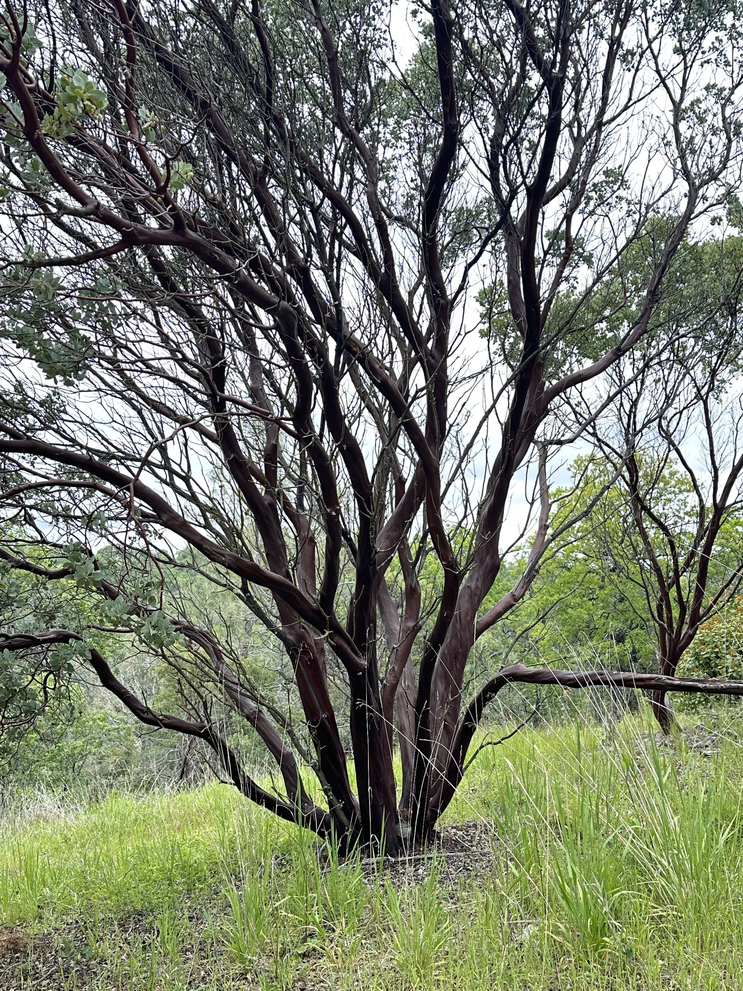 Manzanita 2.JPG