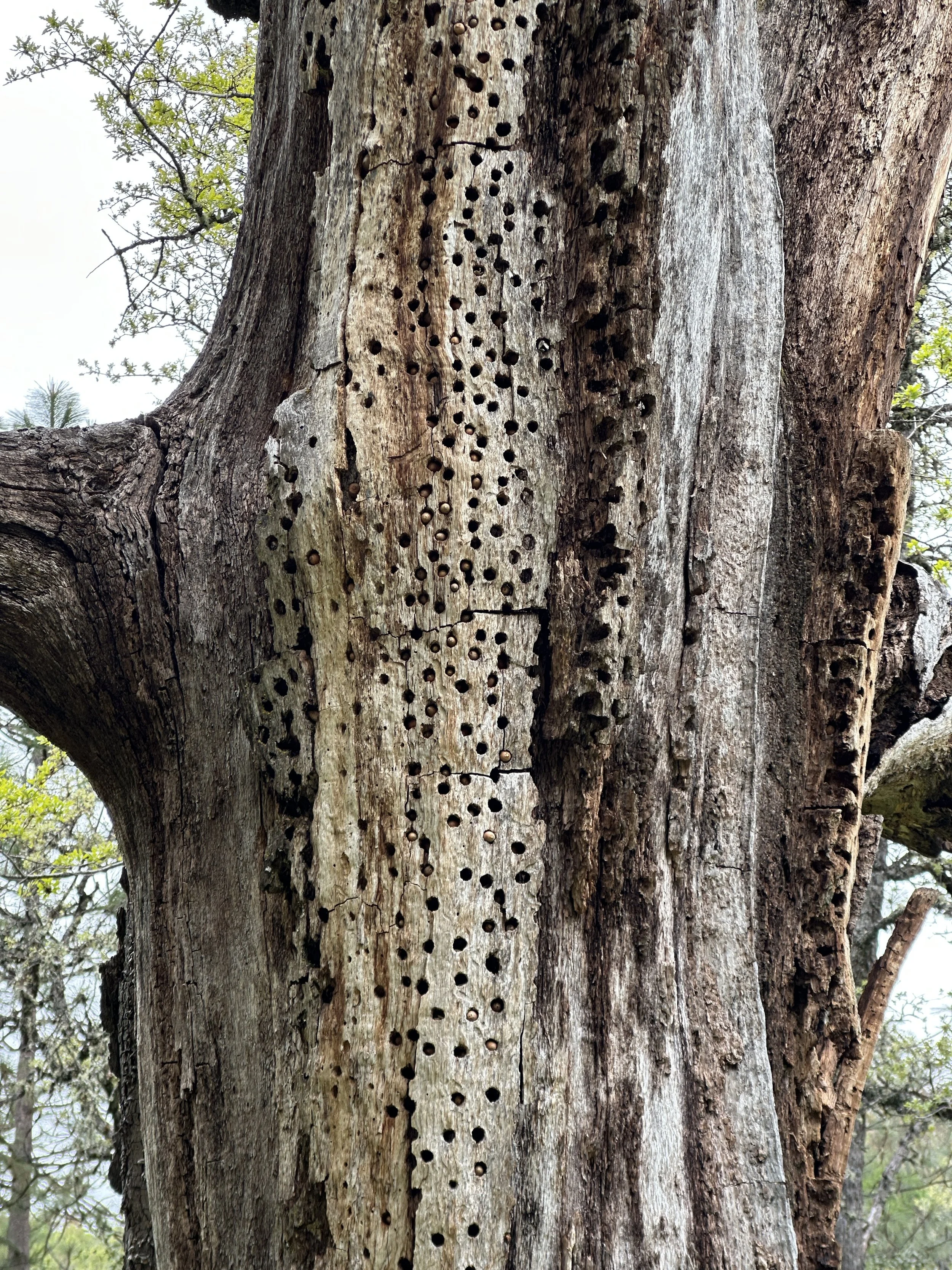 Woodpecker Storage 2.JPG