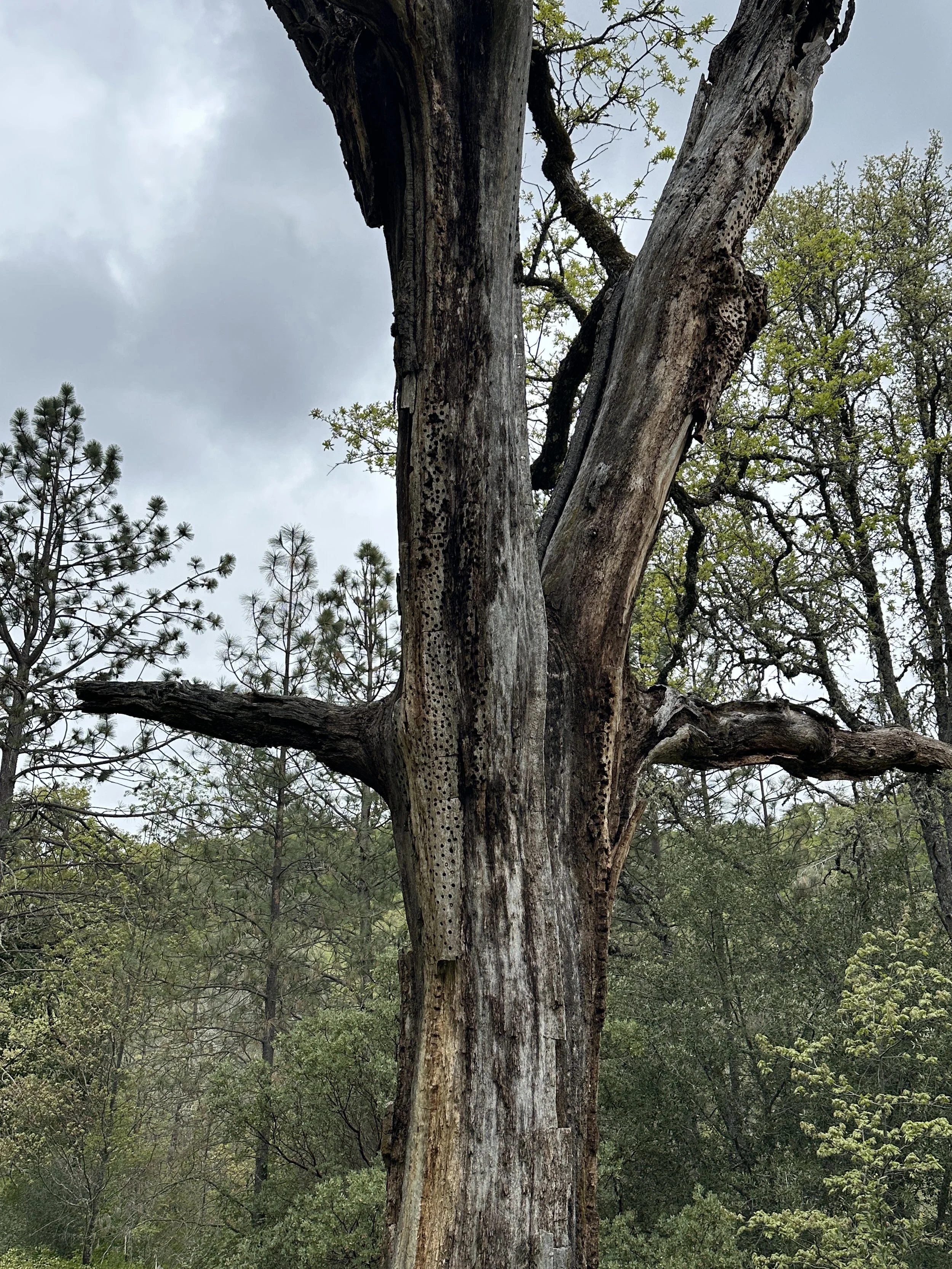 Woodpecker Storage.JPG