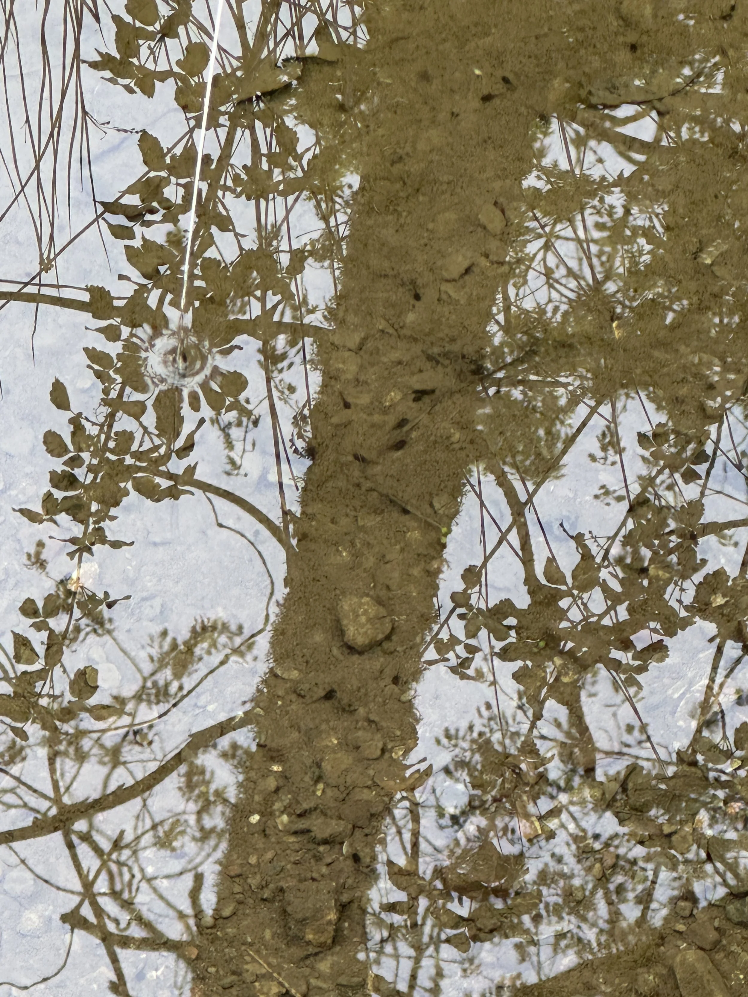 Tadpoles.JPG