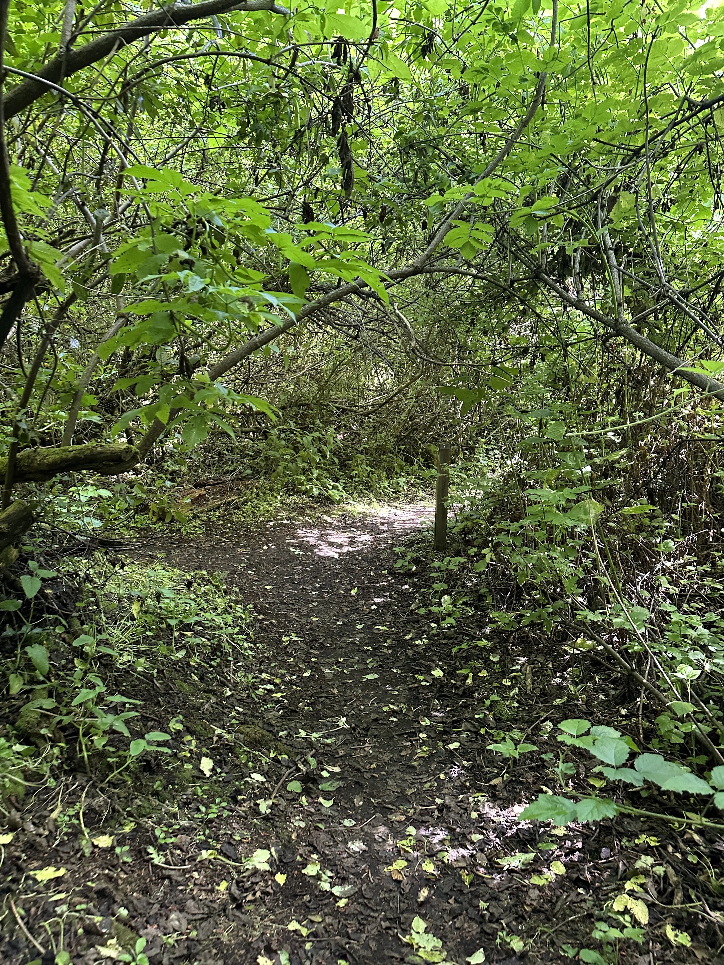 Ecological Musings: Butano State Park, Pescadero, CA -- May 16th, 2025