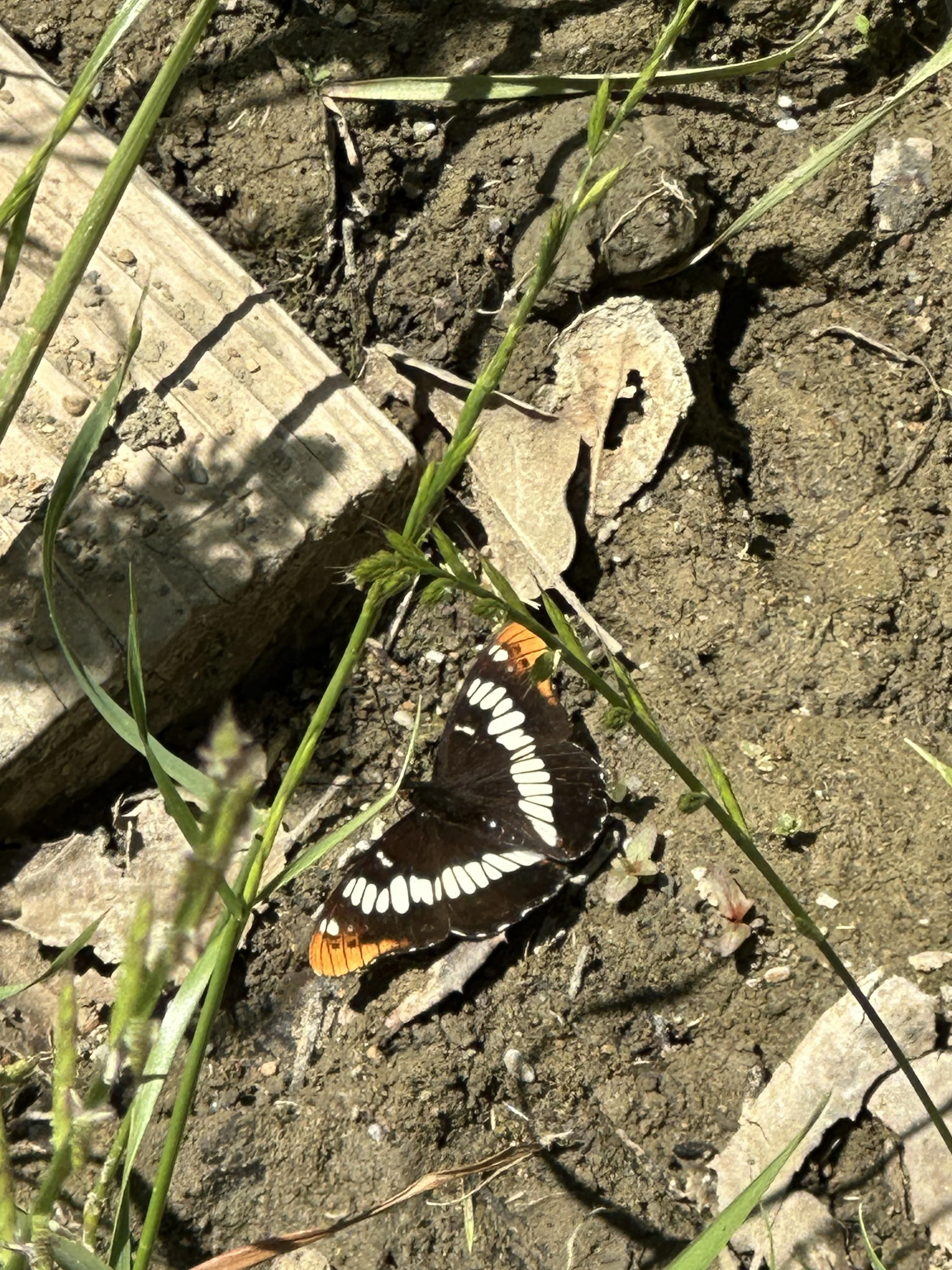 IMG_8553.JPG