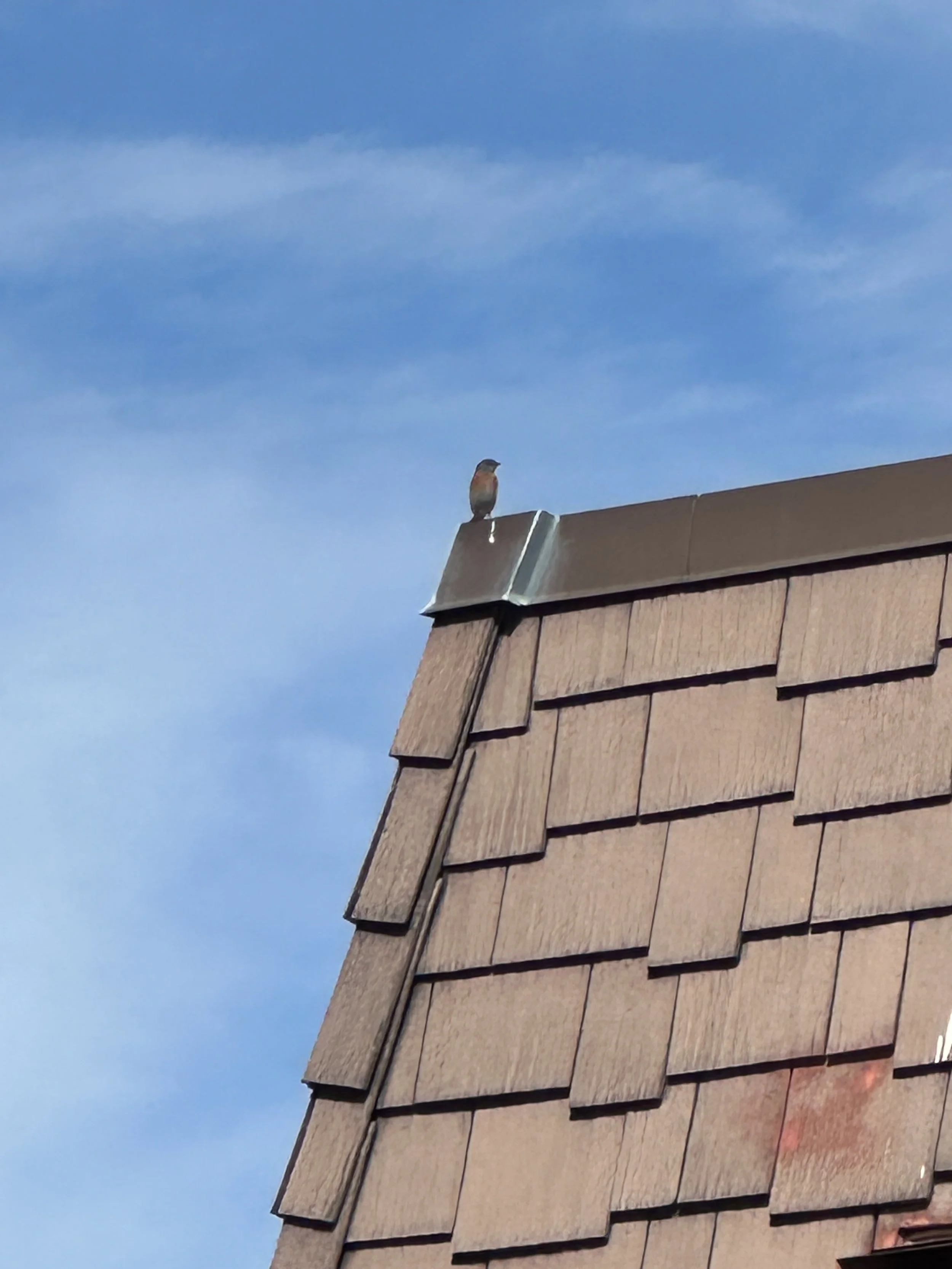 Ecological Musings: Foothill College Campus, Los Altos, CA -- April 11th, 2025