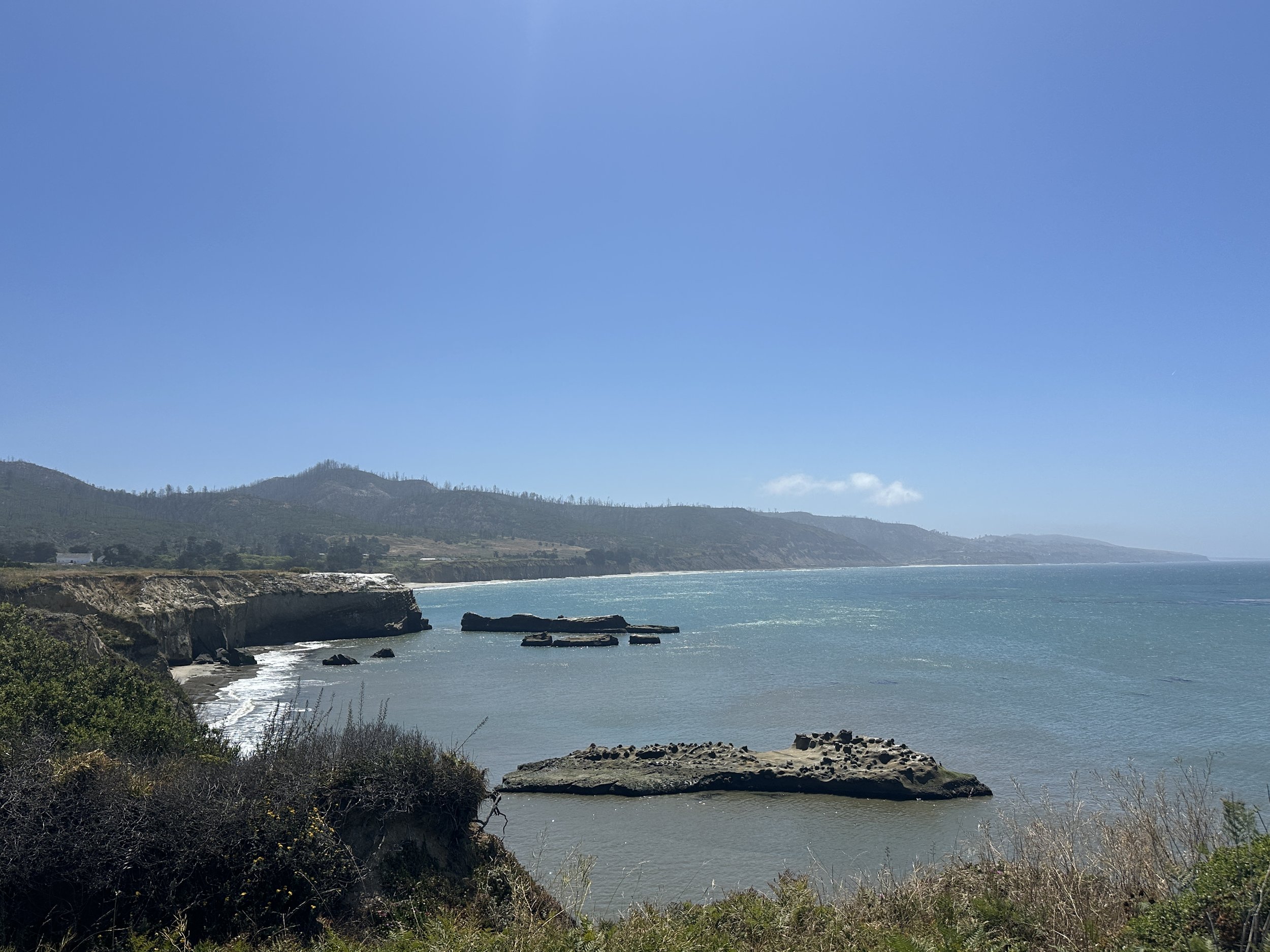 Ecological Musings: Año Nuevo State Park, Pescadero, CA — June 13th, 2025