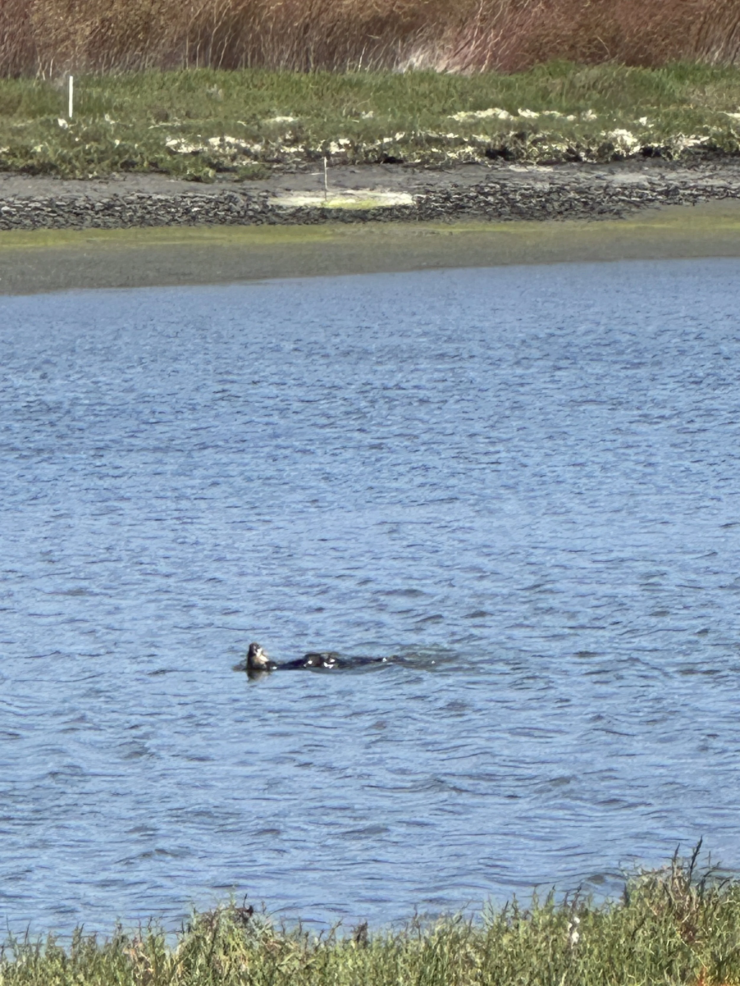IMG_8939.JPG