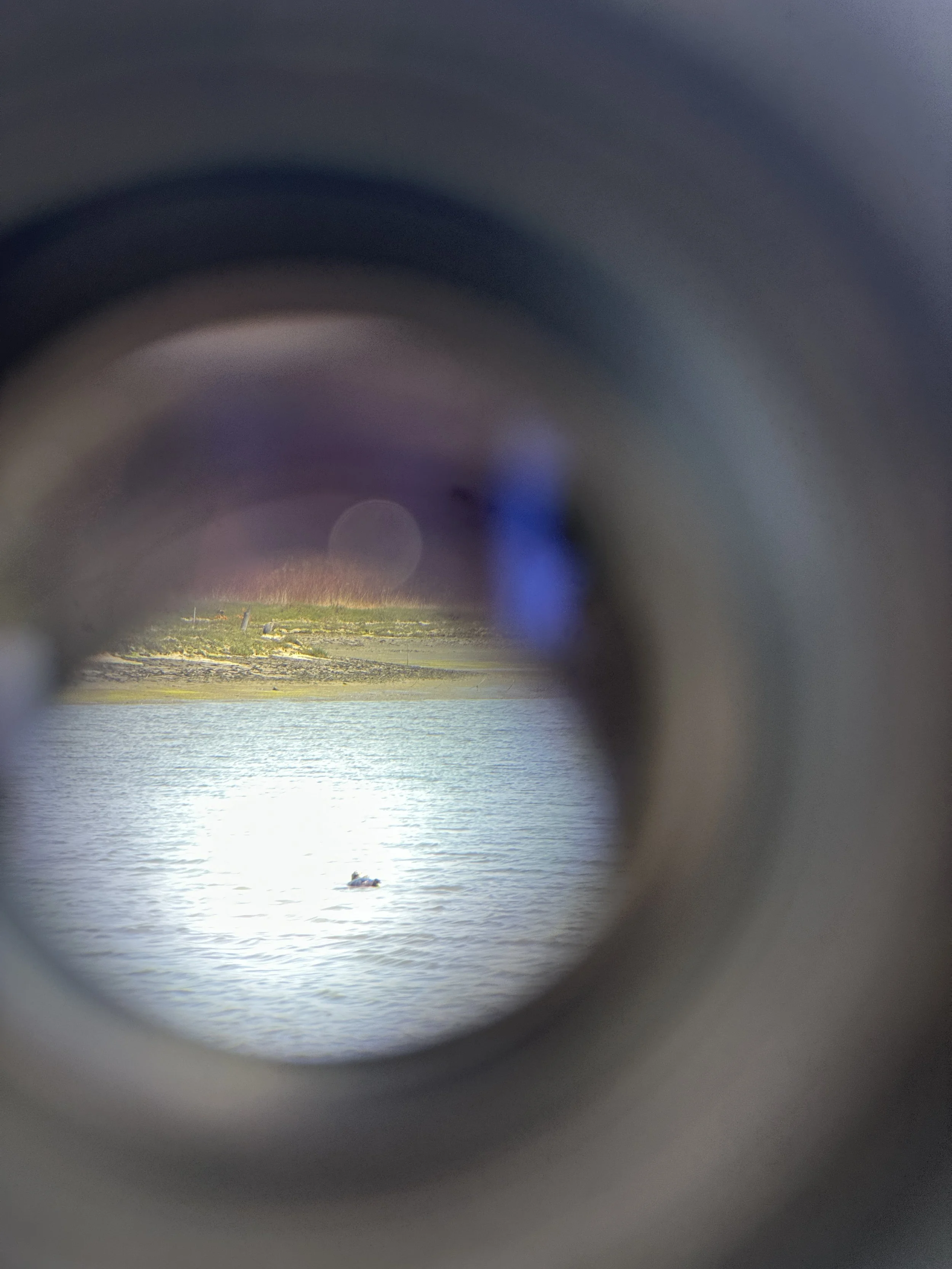 Ecological Musings: Elkhorn Slough, Moss Landing, CA -- June 20th, 2025