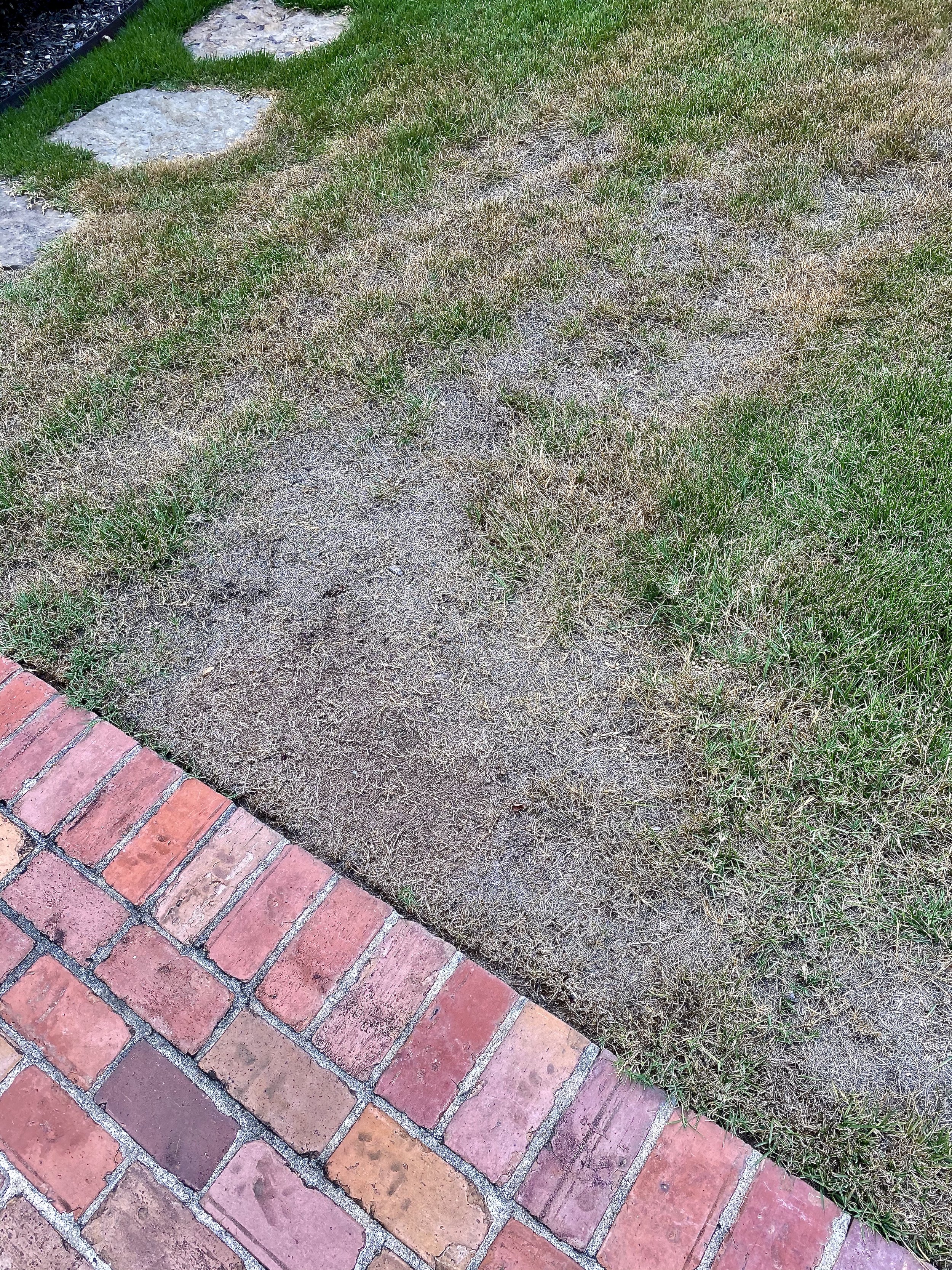 Irrigation coverage issues leading to extreme drough damage.jpeg