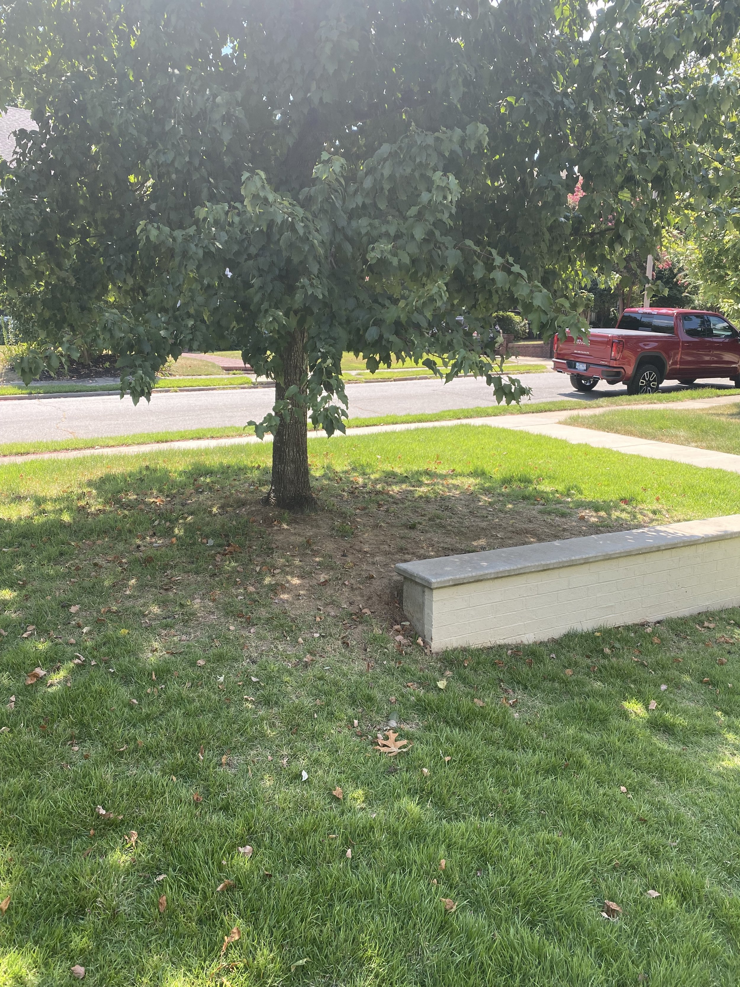 Can Not Grow Grass Under Tree with Low Limbs.jpeg