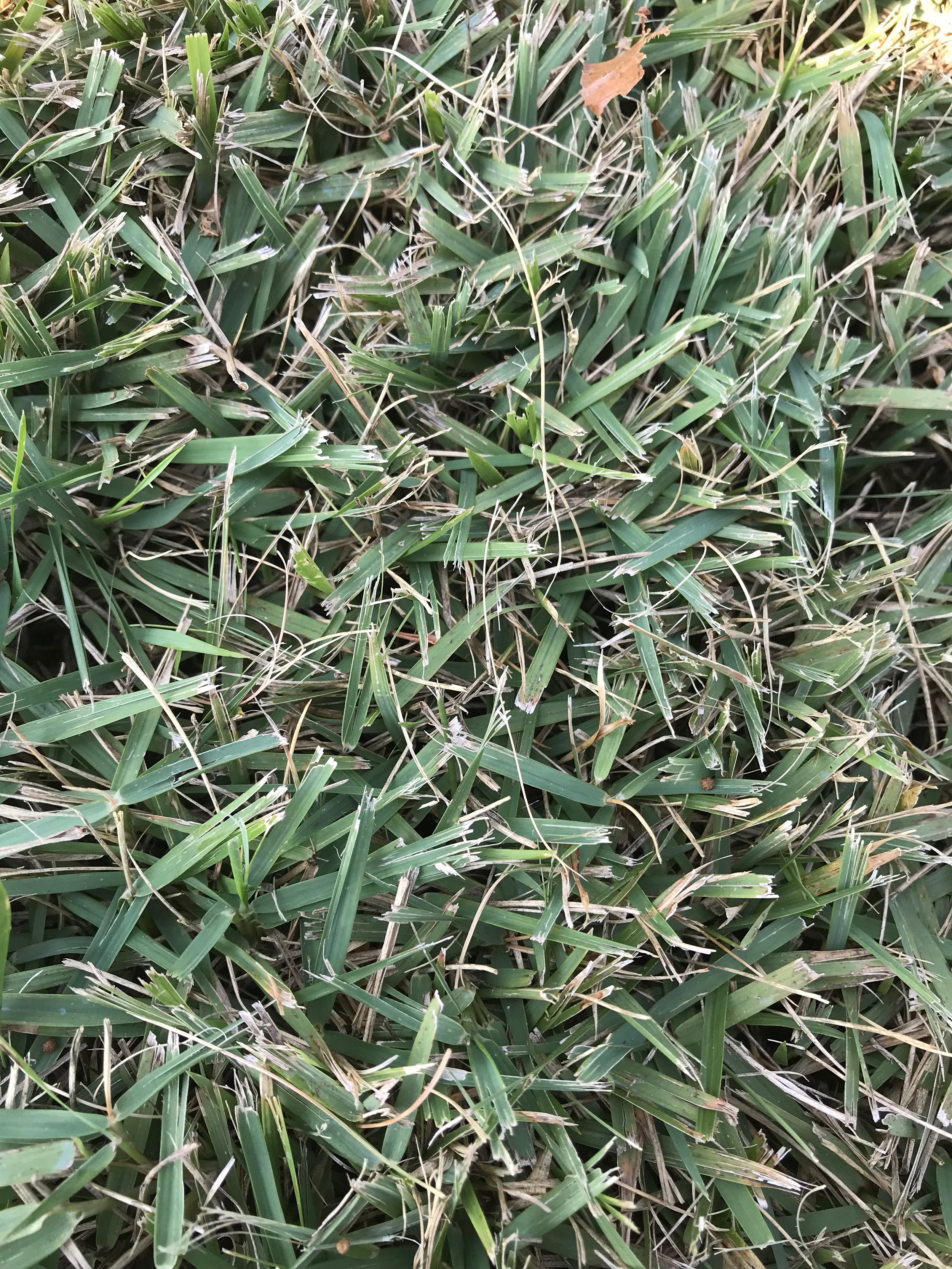 Dull Blades 2.jpeg