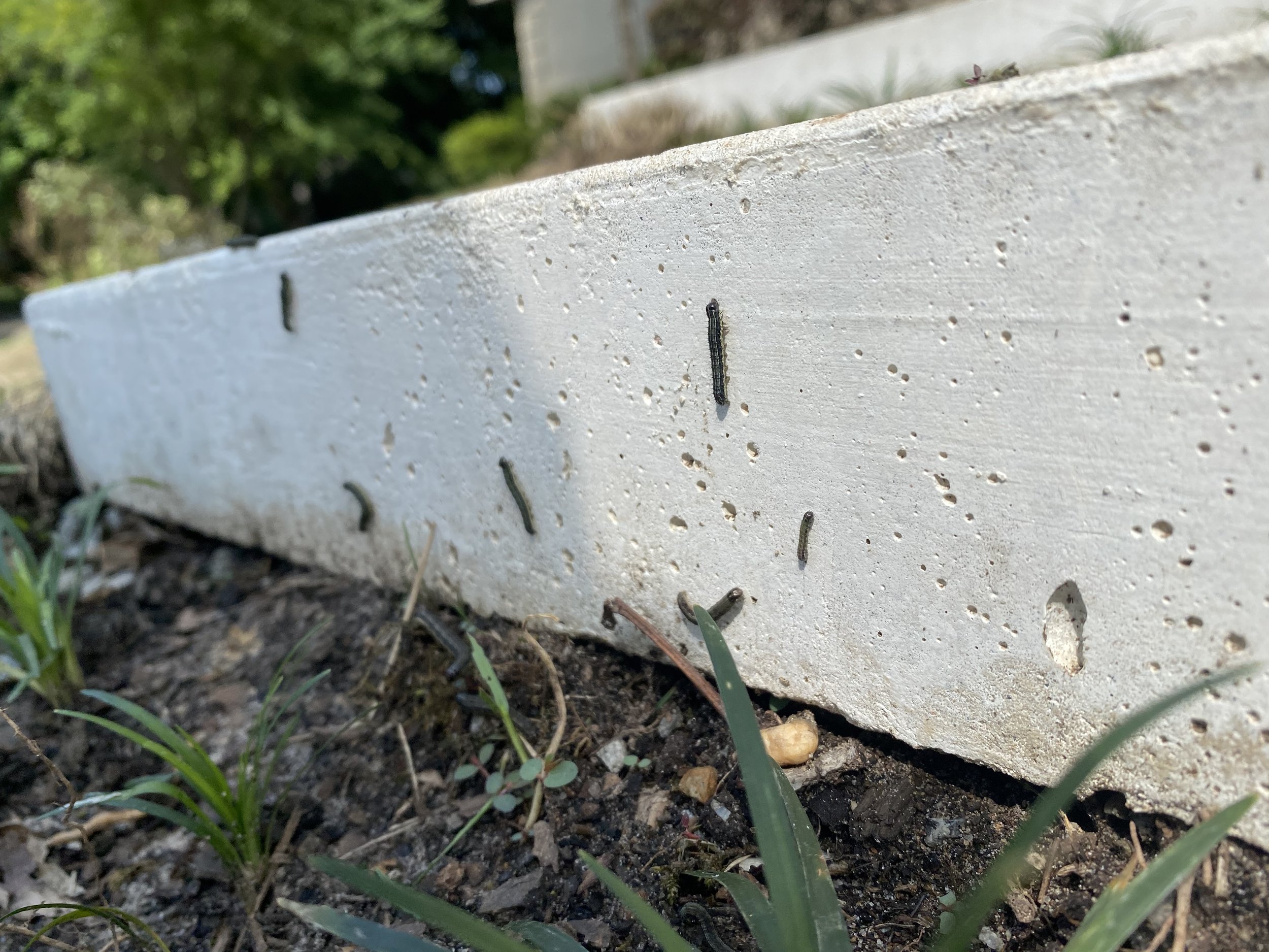 Armyworms.jpeg