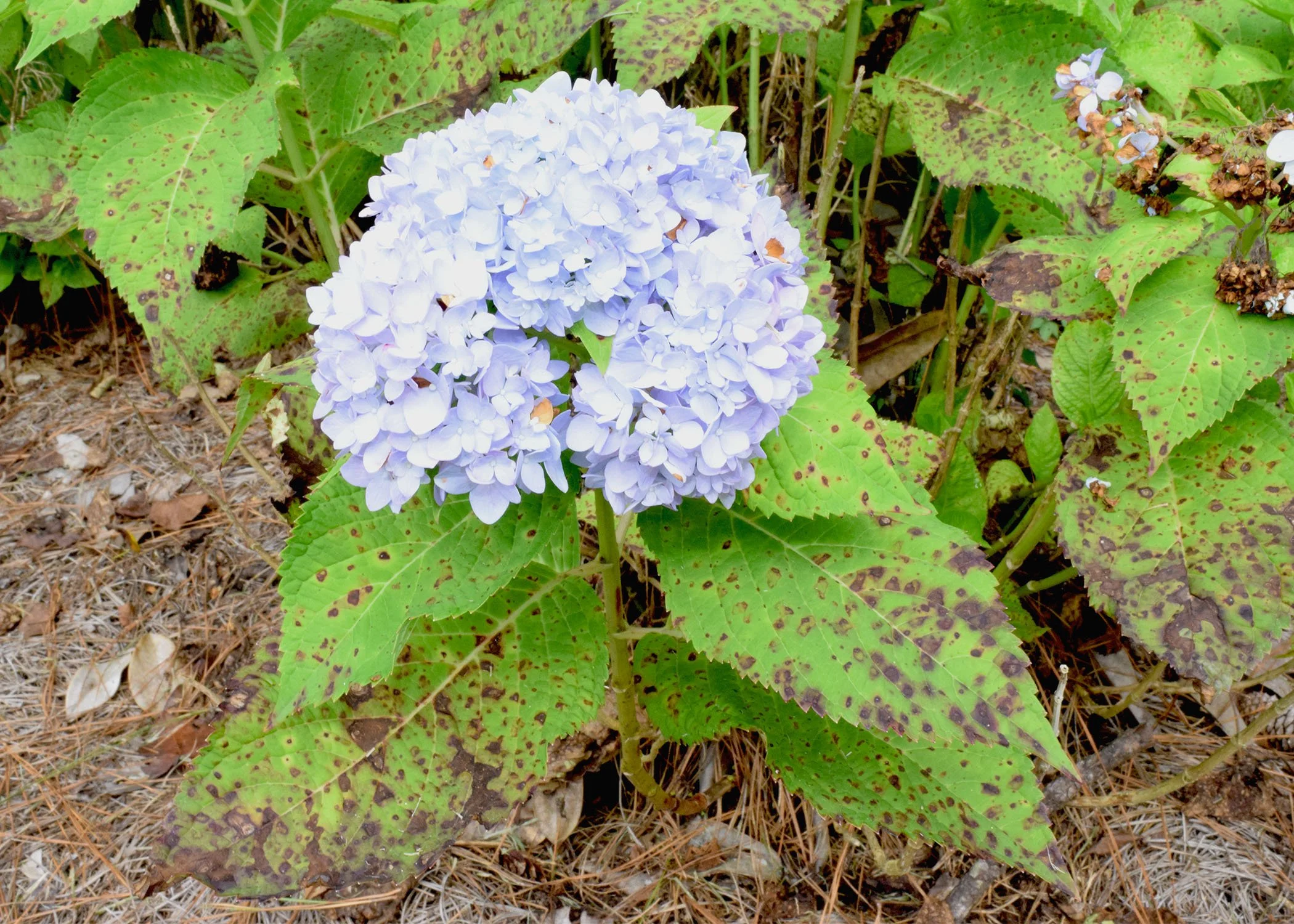 Cercospora Leaf Spot — Natural State Horticare
