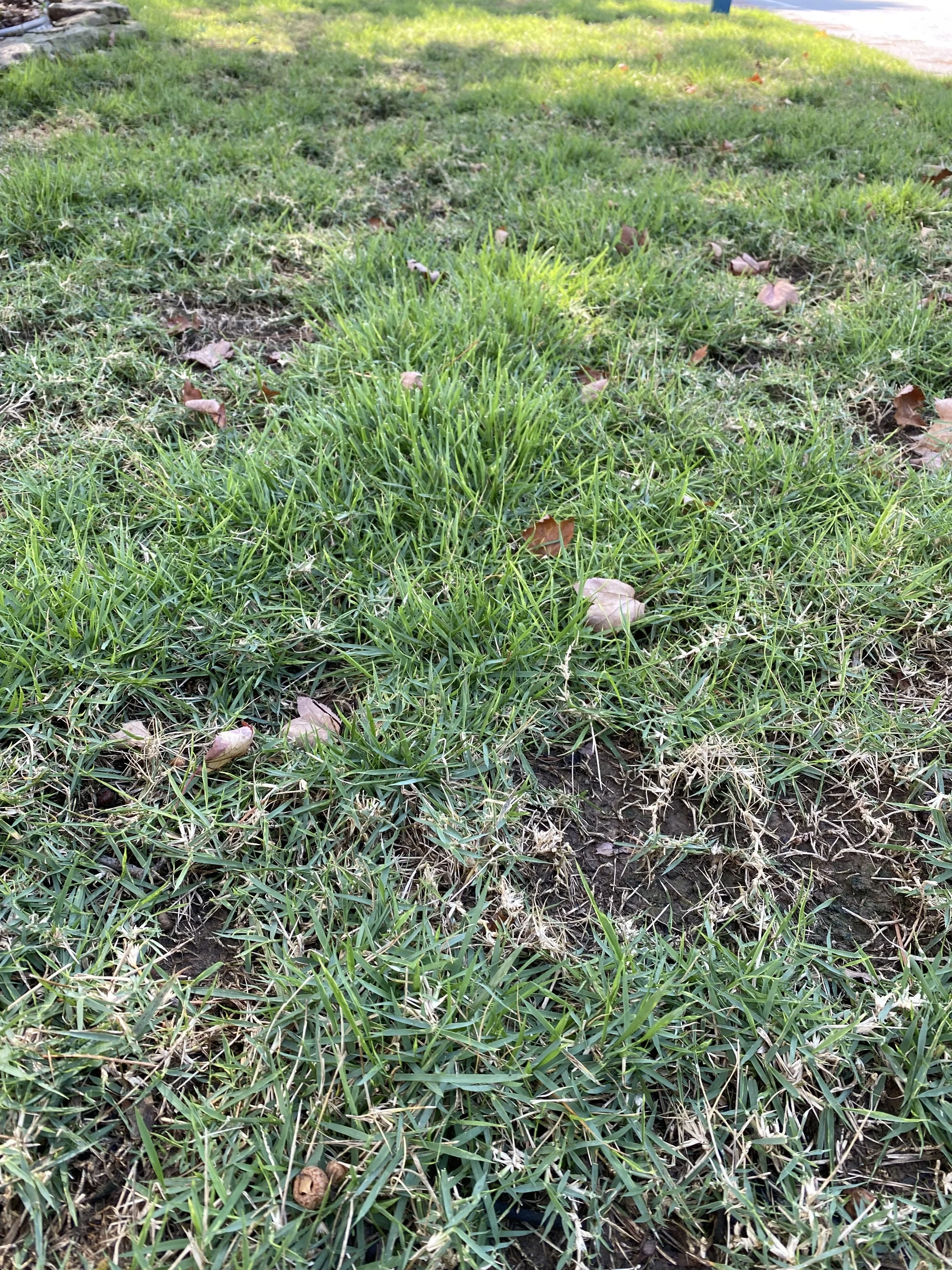 Zoysia Mite Damage.jpeg