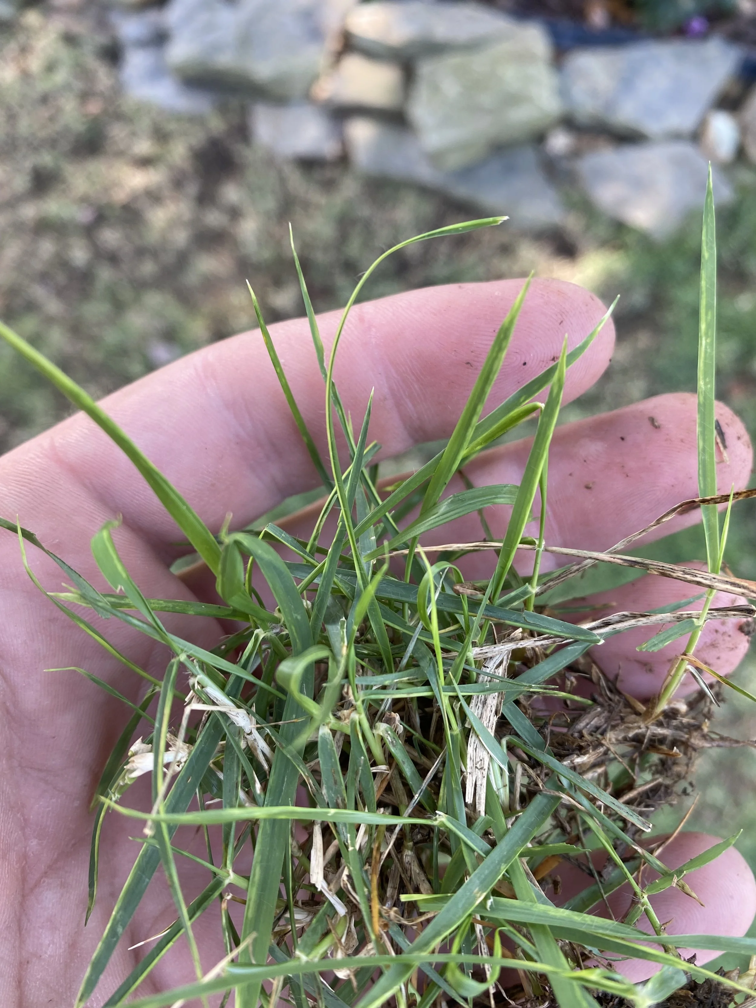 Zoysia Mite Damage 3.jpeg