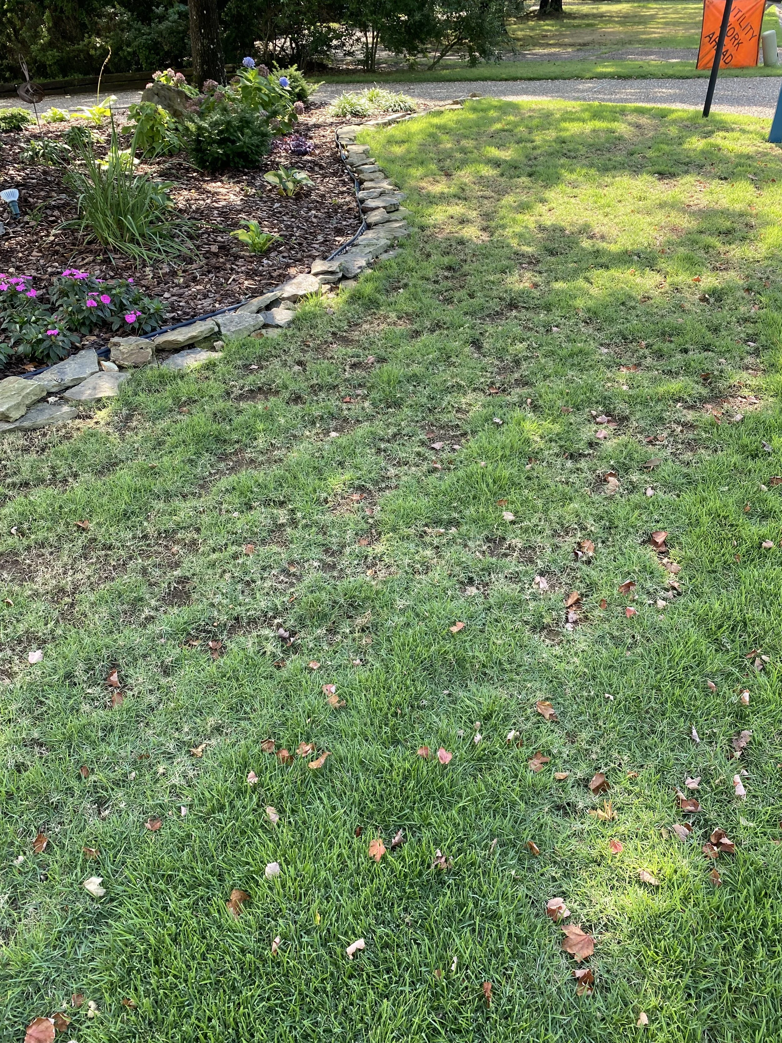 Zoysia Mite Damage 2.jpeg