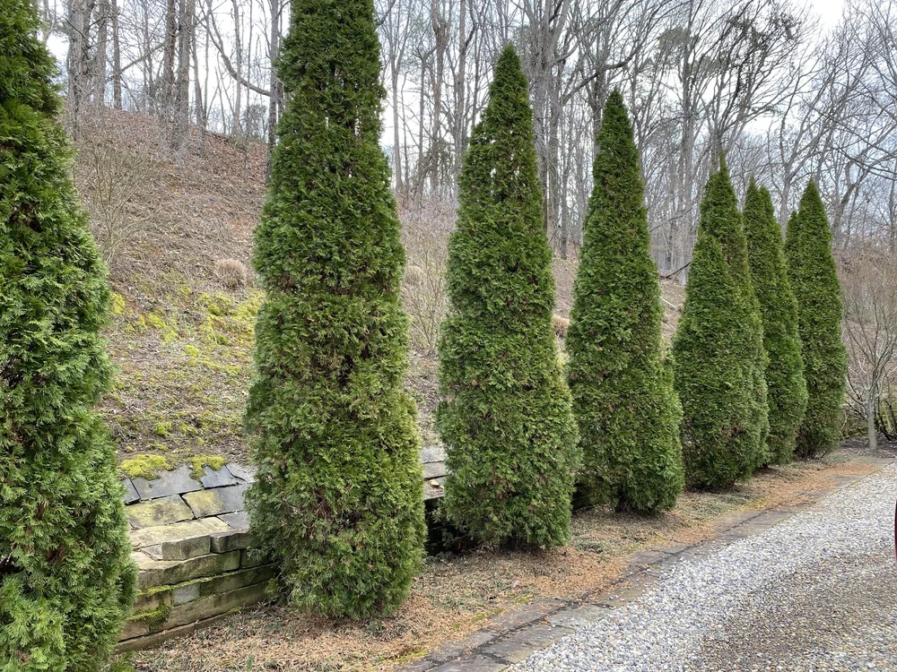 Seasonal Needle Drop Arborvitae.jpeg