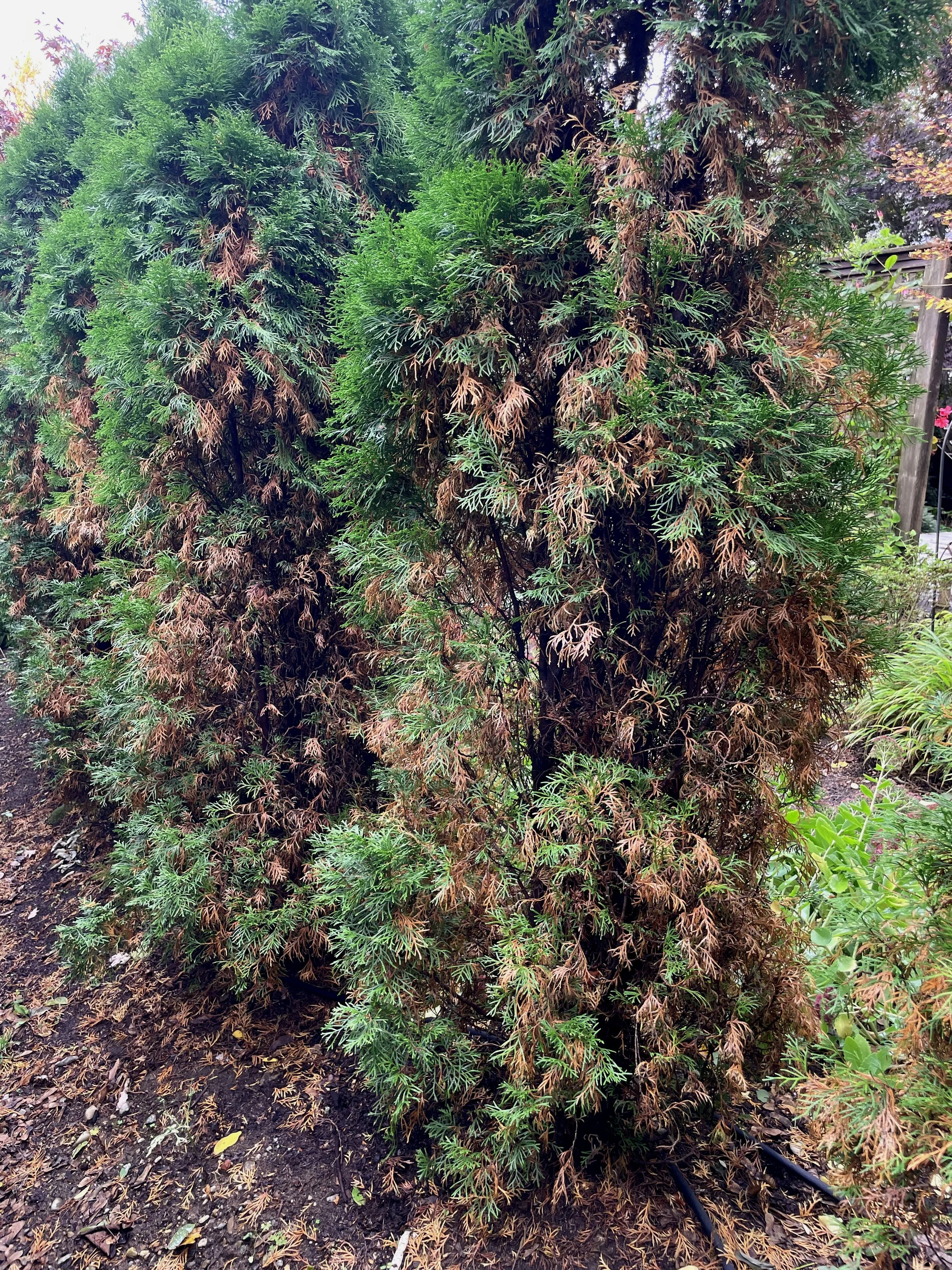 Fall Needle Drop.jpg