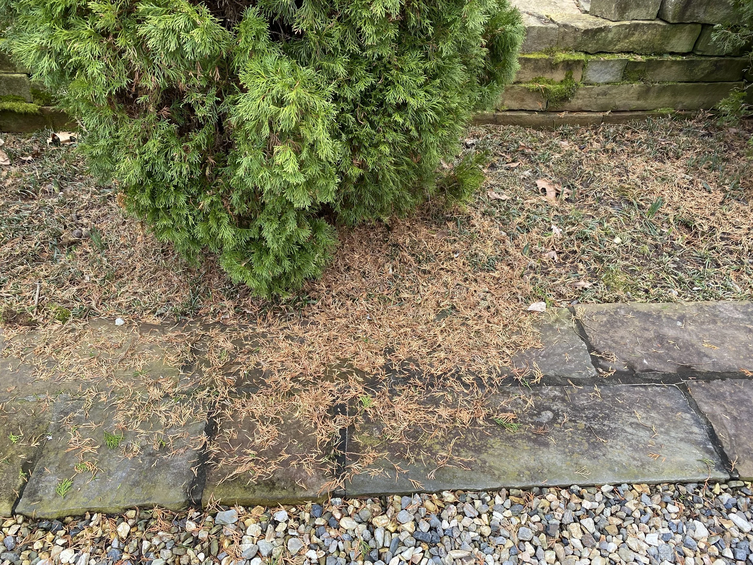 Seasonal Needle Drop Arborvitae2.jpeg