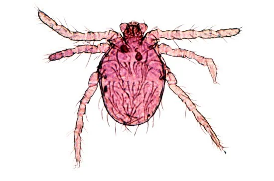 Chigger Control — Natural State Horticare
