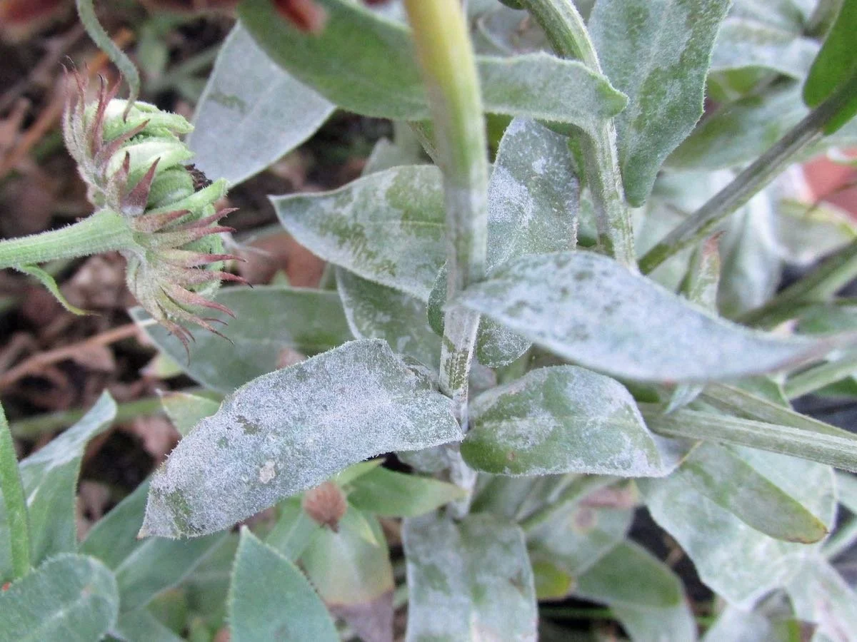 powdery-mildew-on-calendula.jpg